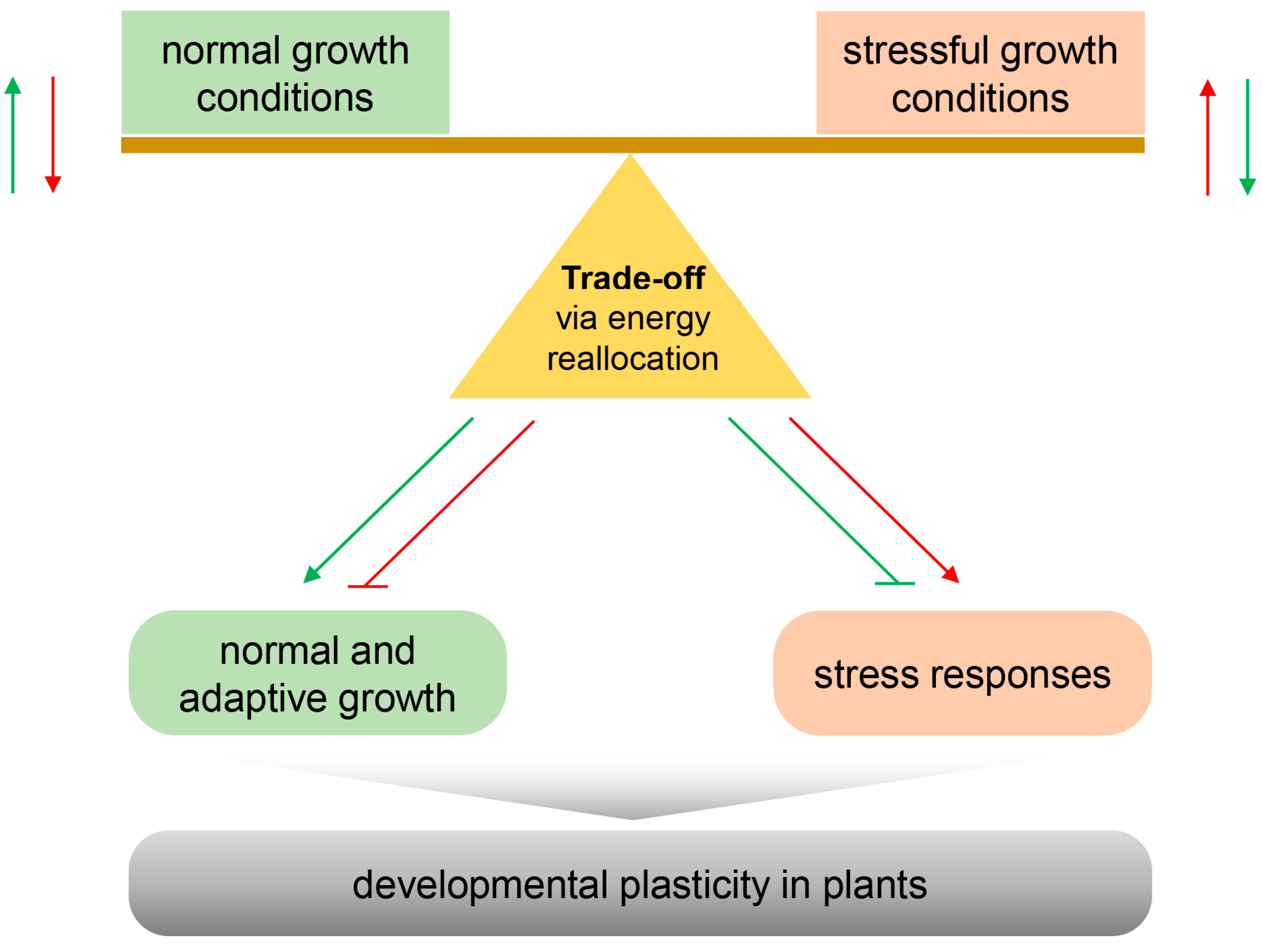 Plants 13 03239 g001