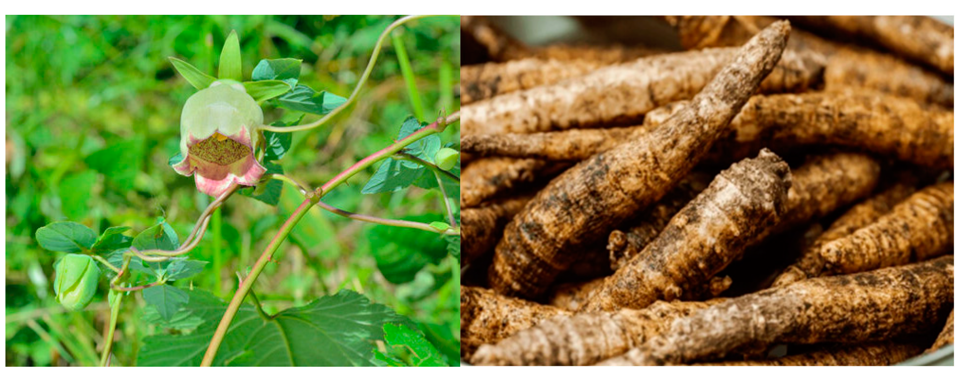 Plants 13 03243 g004