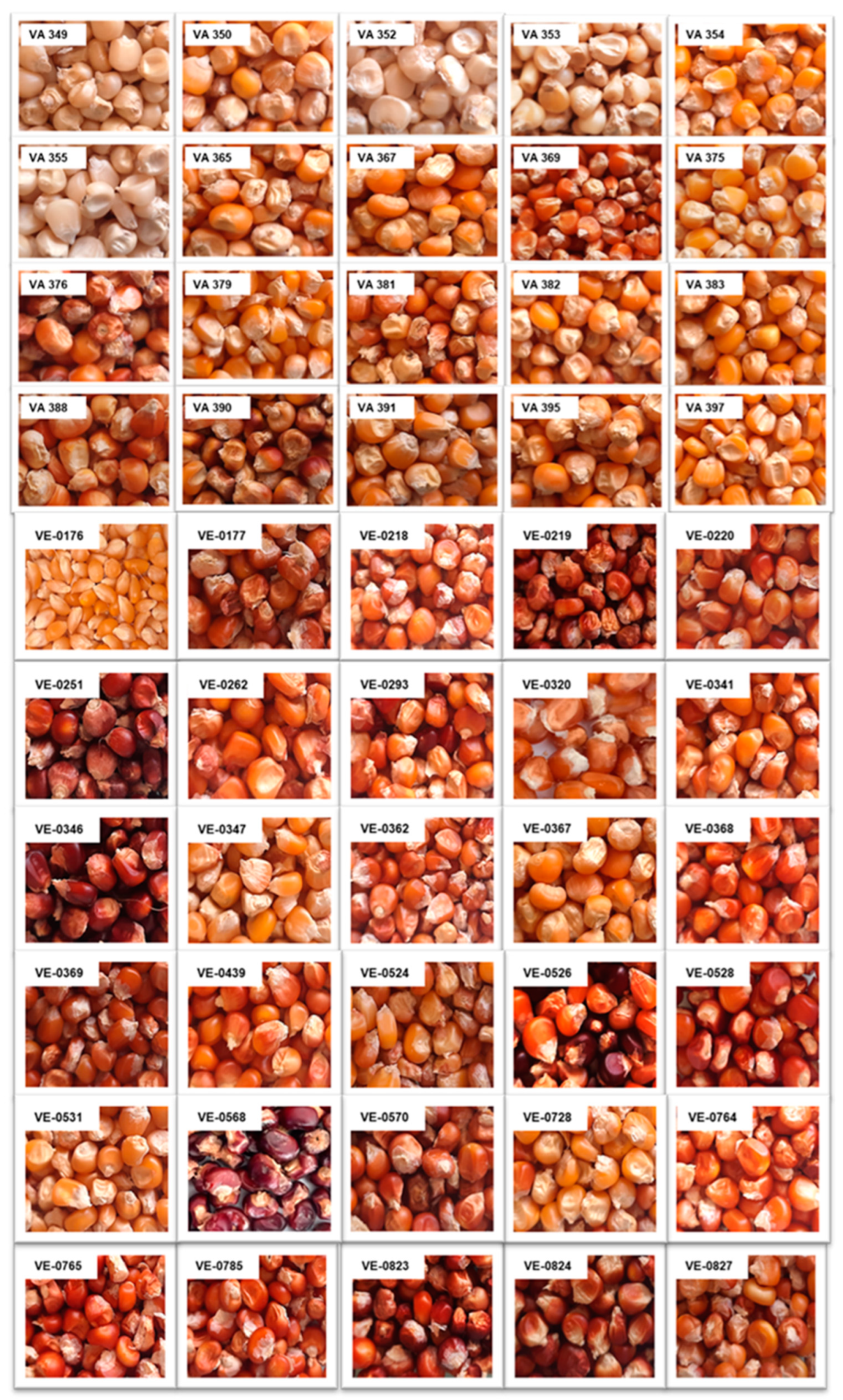 Plants 13 03249 g006