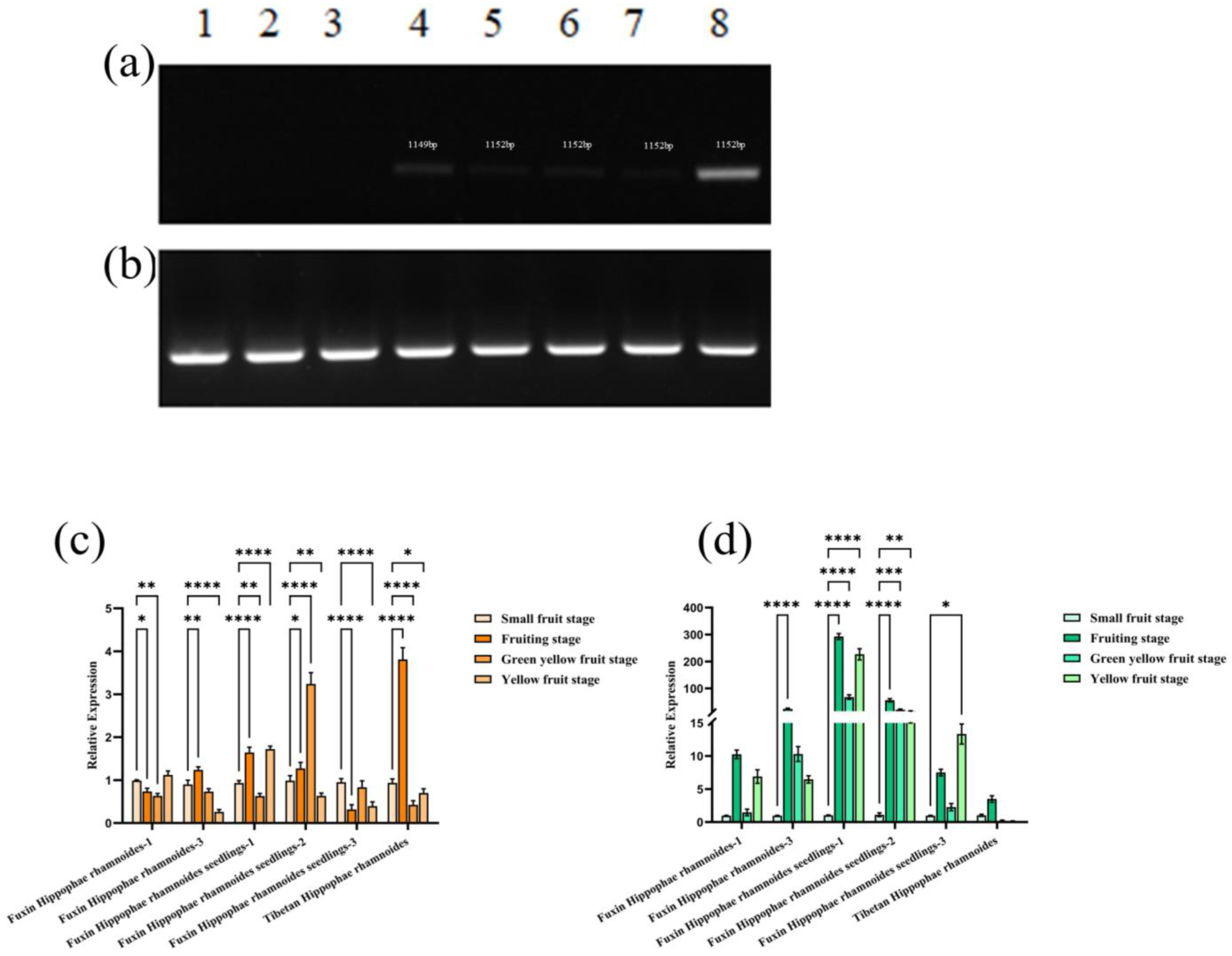 Plants 13 03252 g003
