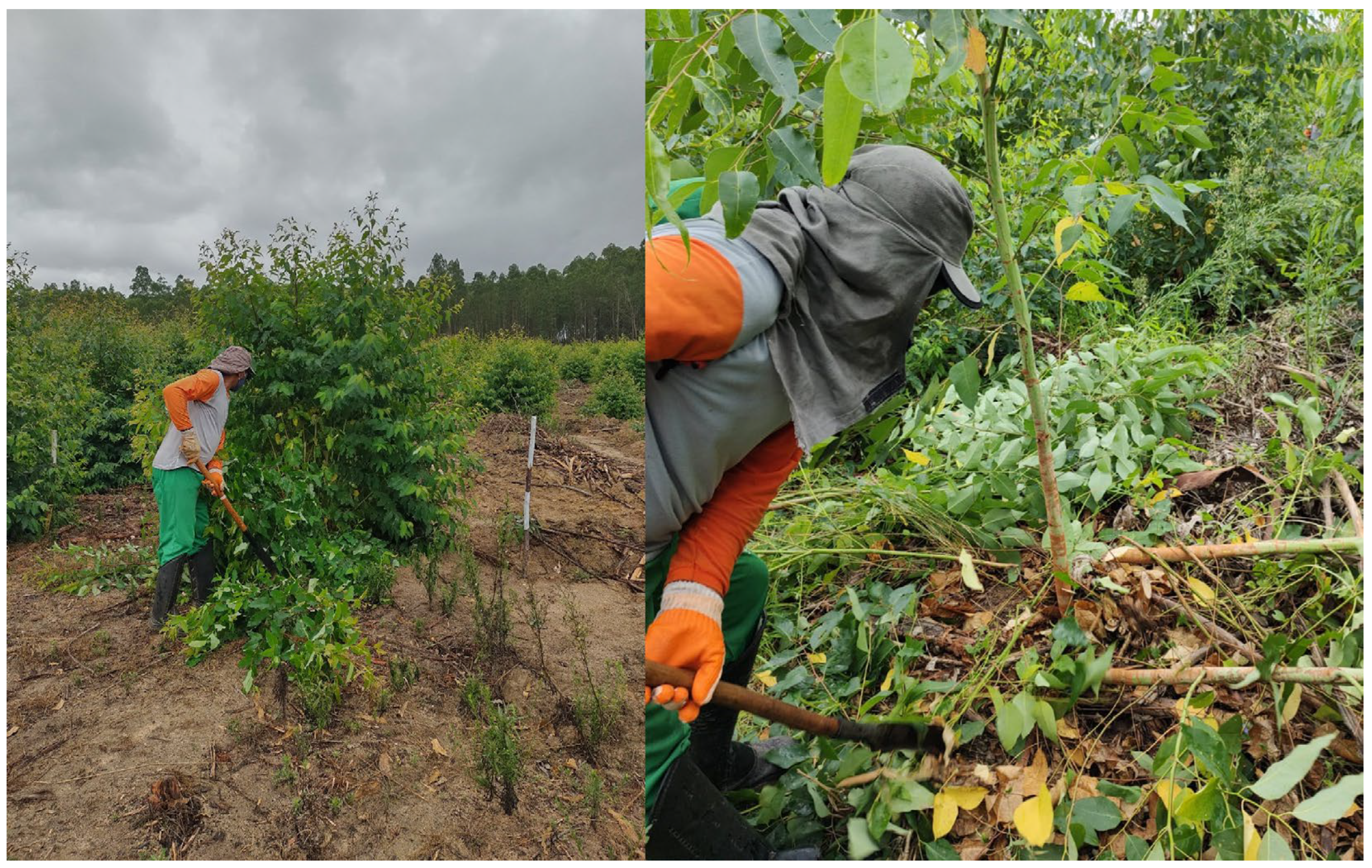 Plants 13 03254 g010