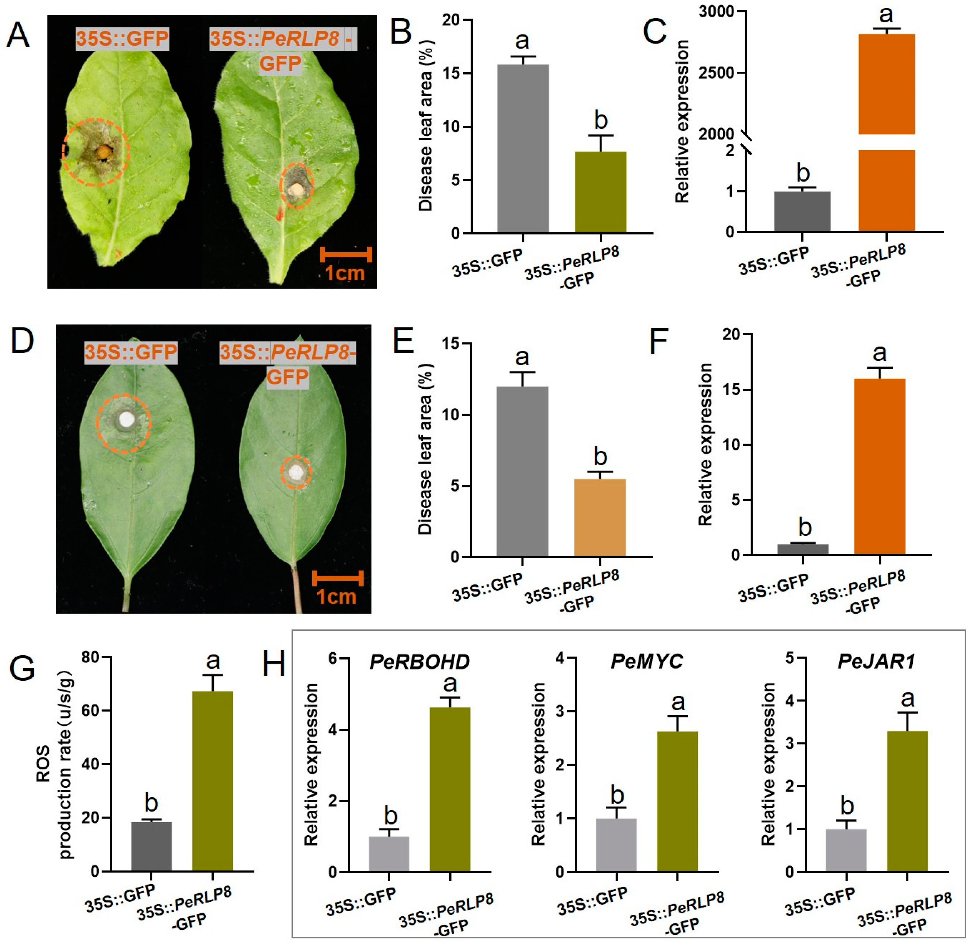 Plants 13 03264 g007
