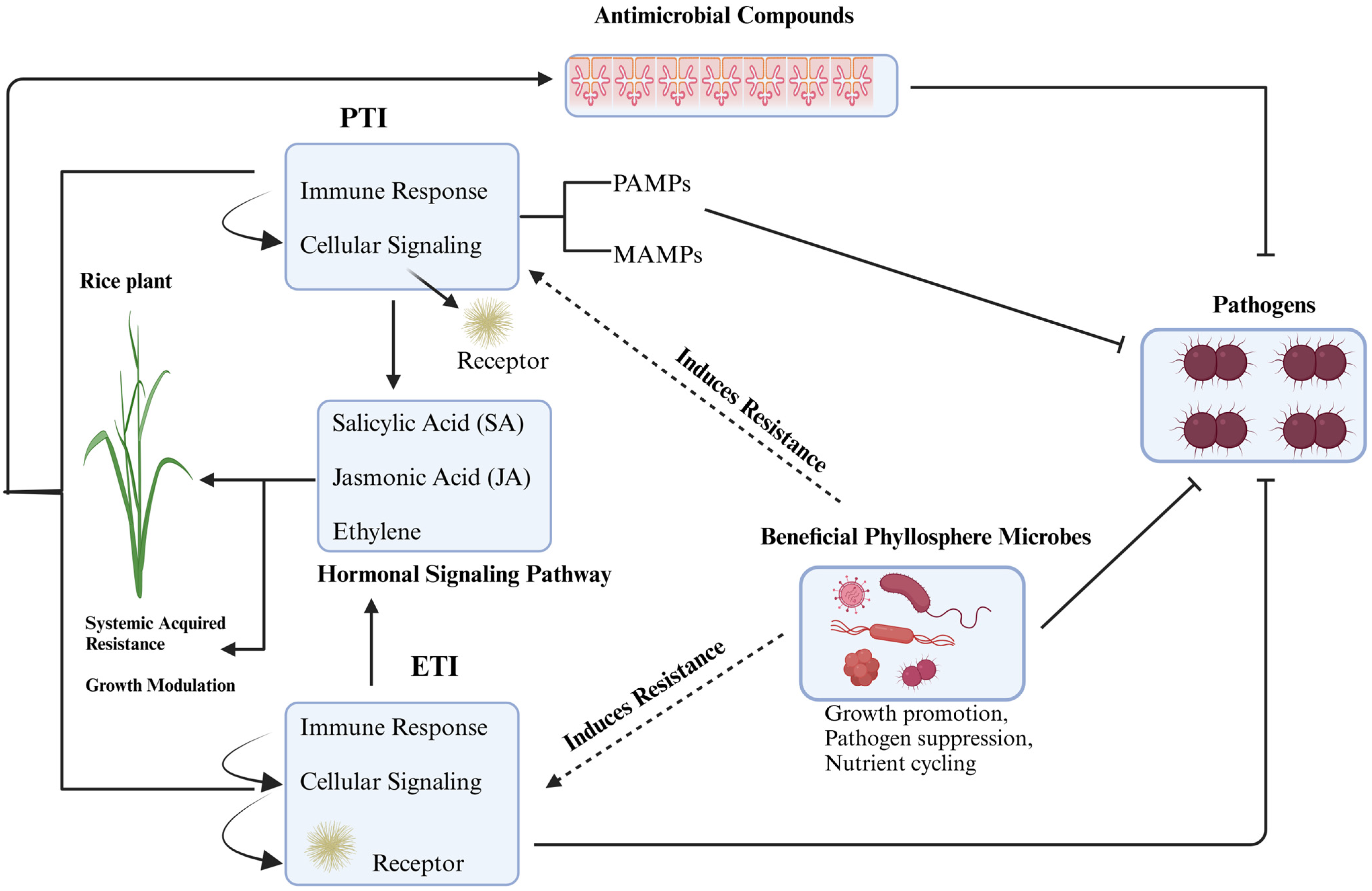 Plants 13 03268 g003 Plants 13 03268 g003