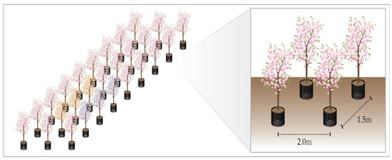Smart Automatic Irrigation Enhances Sap Flow, Growth, and