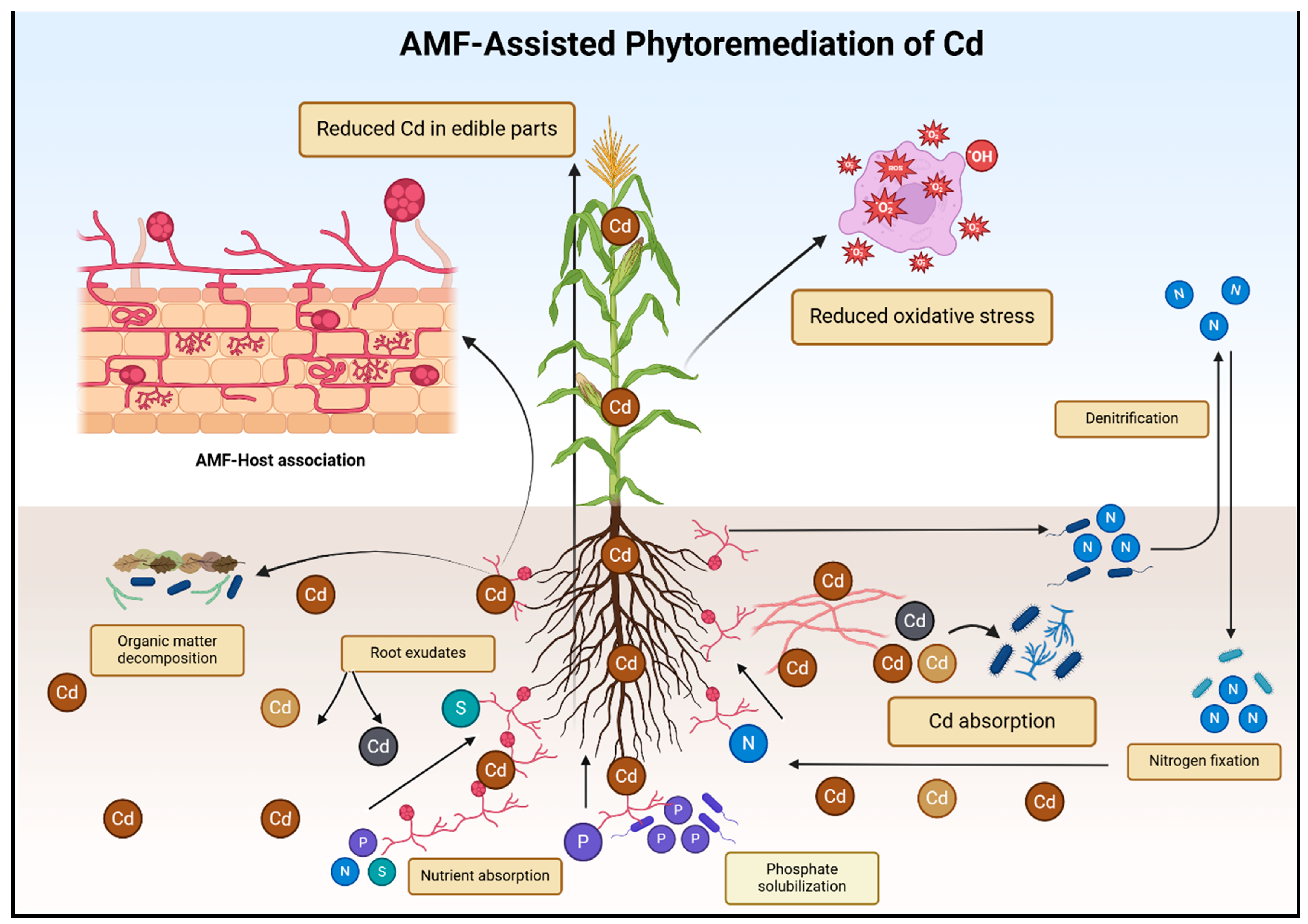 Plants 13 03289 g003