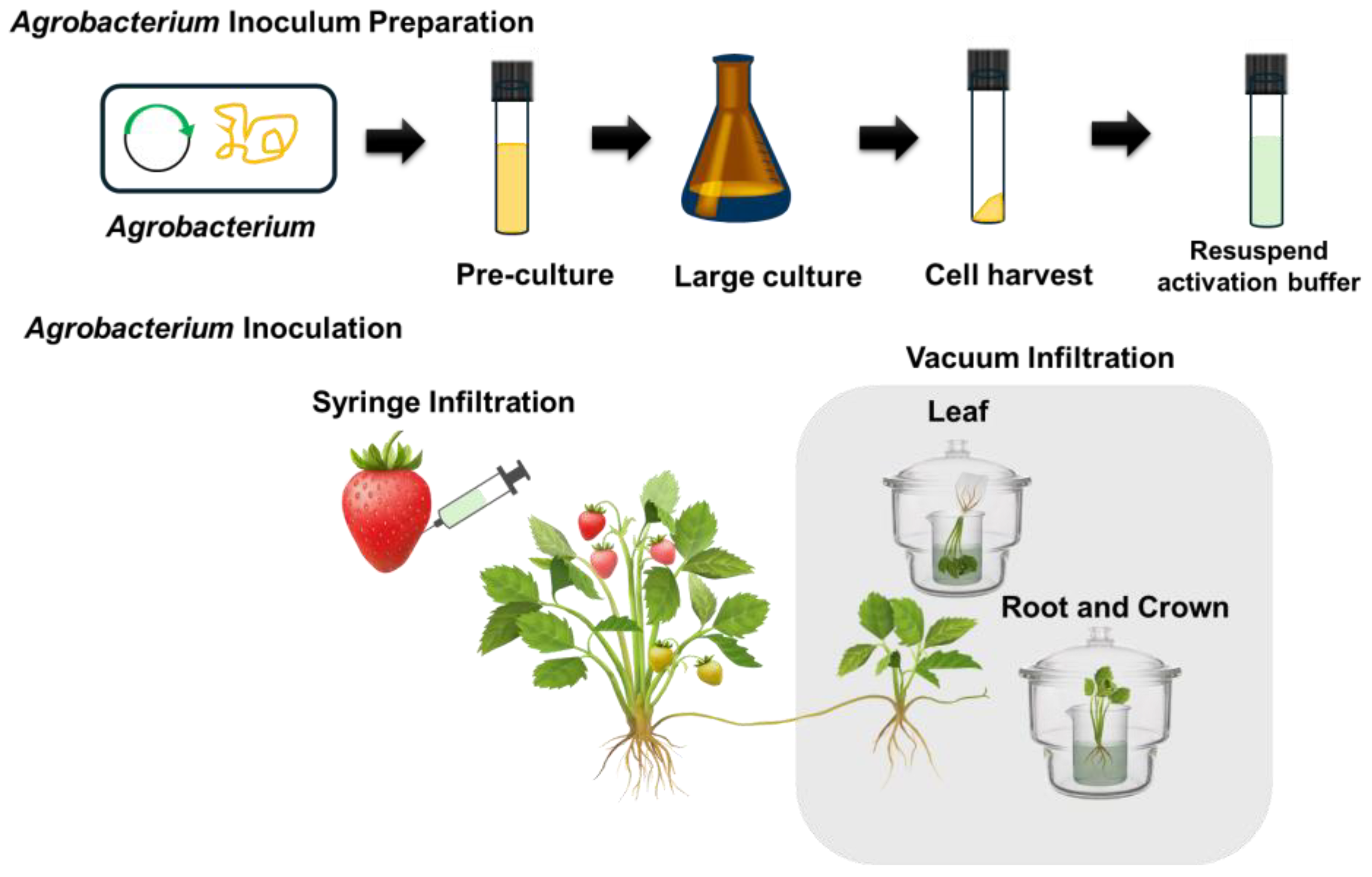Plants 13 03290 g001