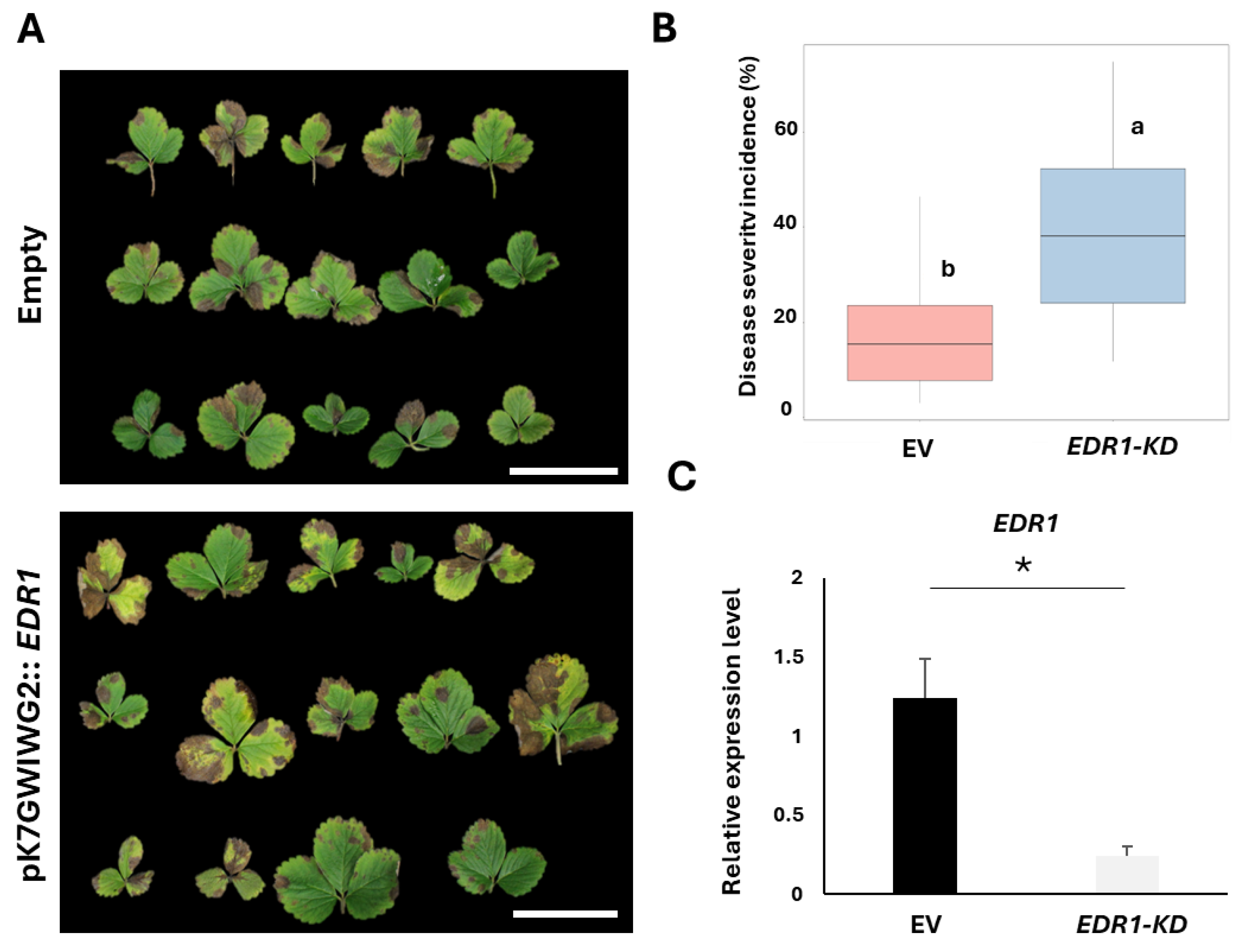Plants 13 03290 g003