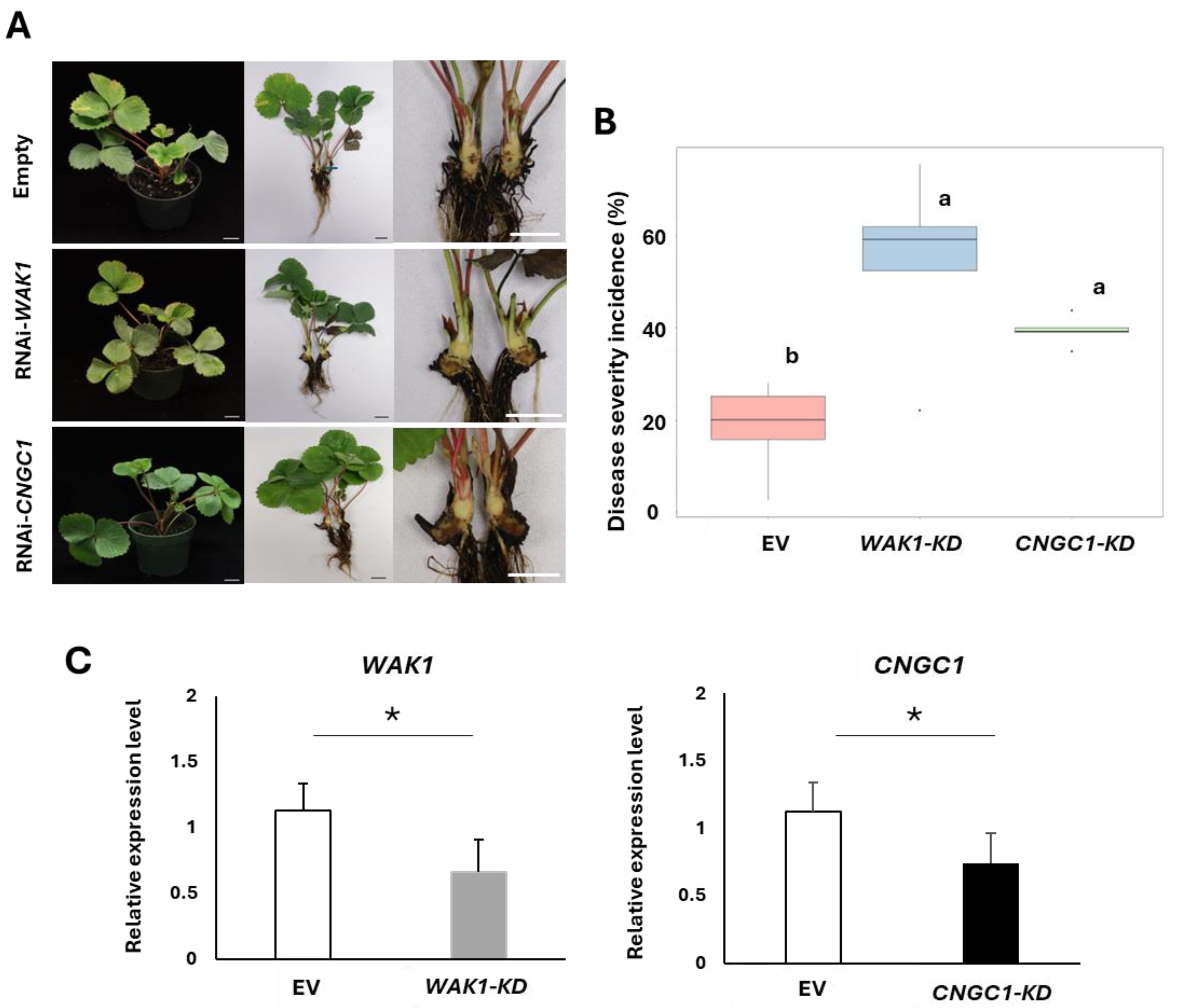 Plants 13 03290 g004