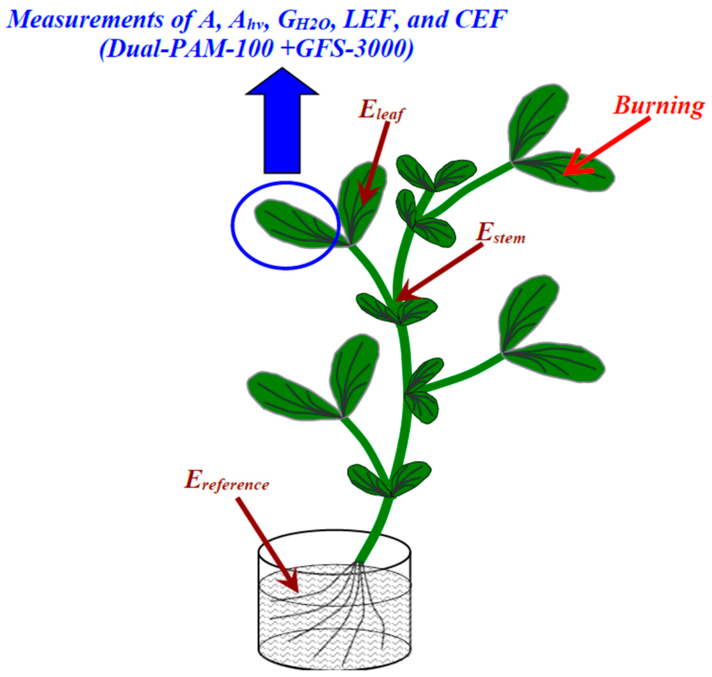 Plants 13 03292 g009