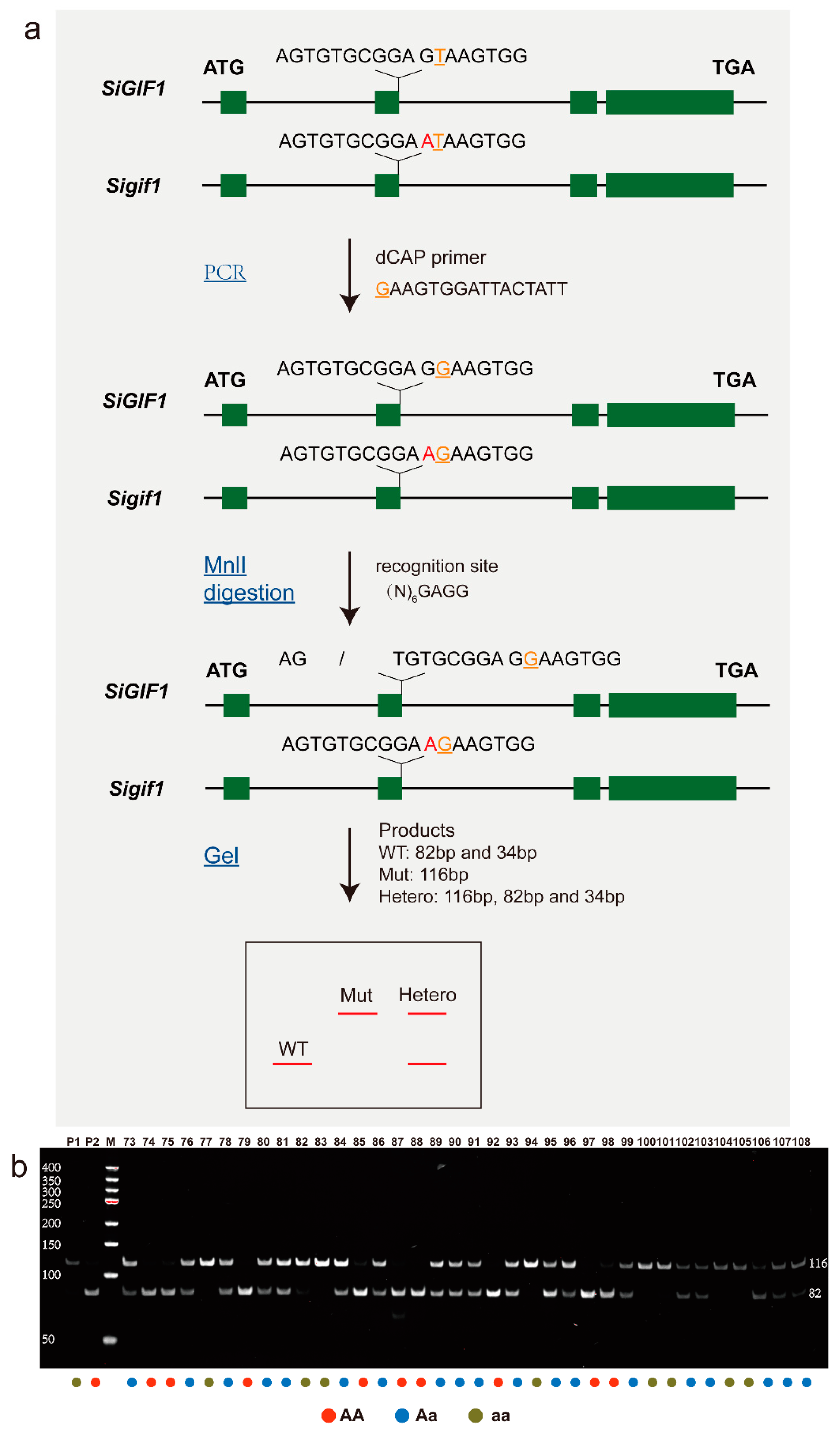 Plants 13 03294 g004