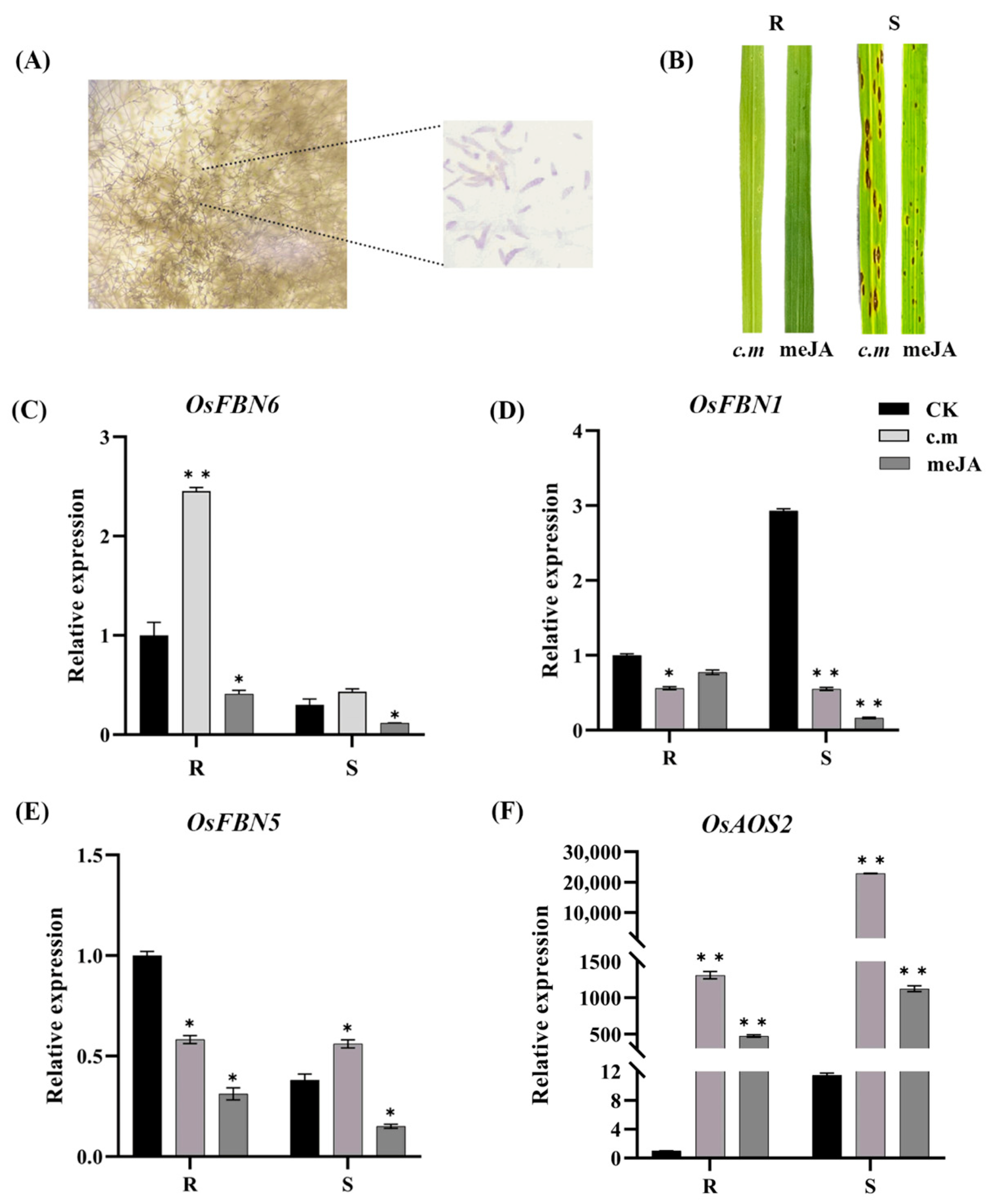 Plants 13 03302 g001
