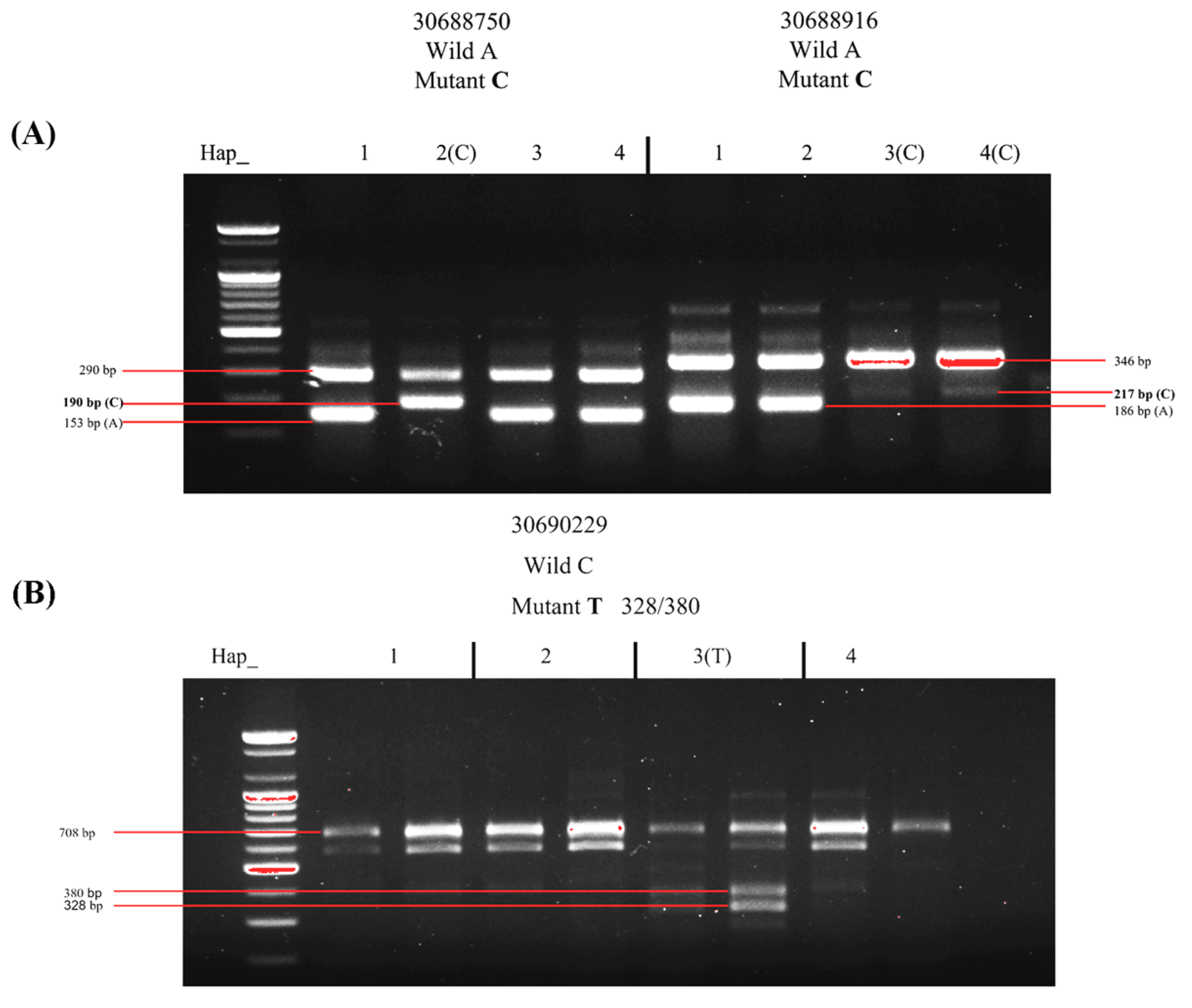 Plants 13 03302 g004