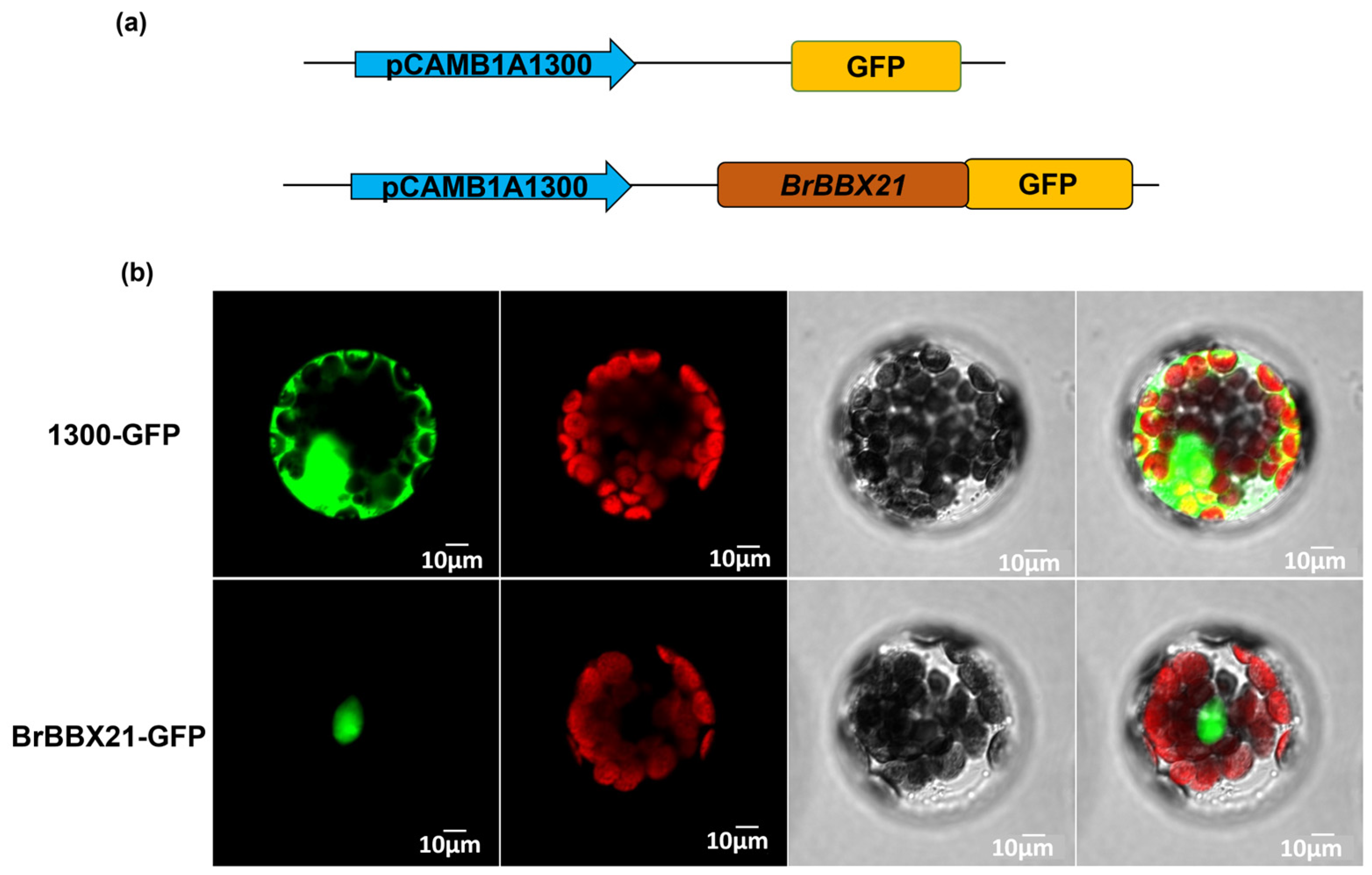 Plants 13 03306 g006