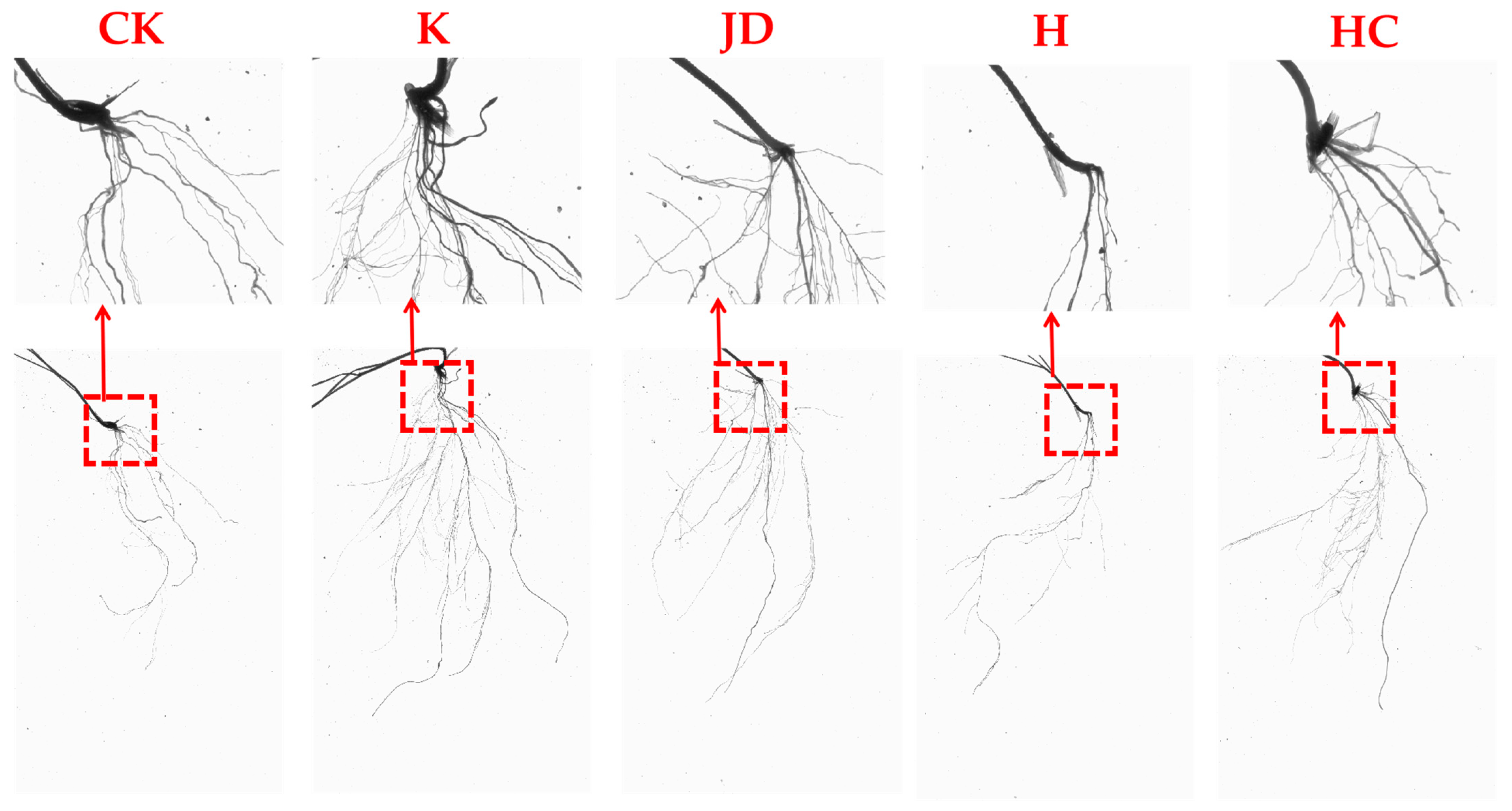 Plants 13 03307 g005