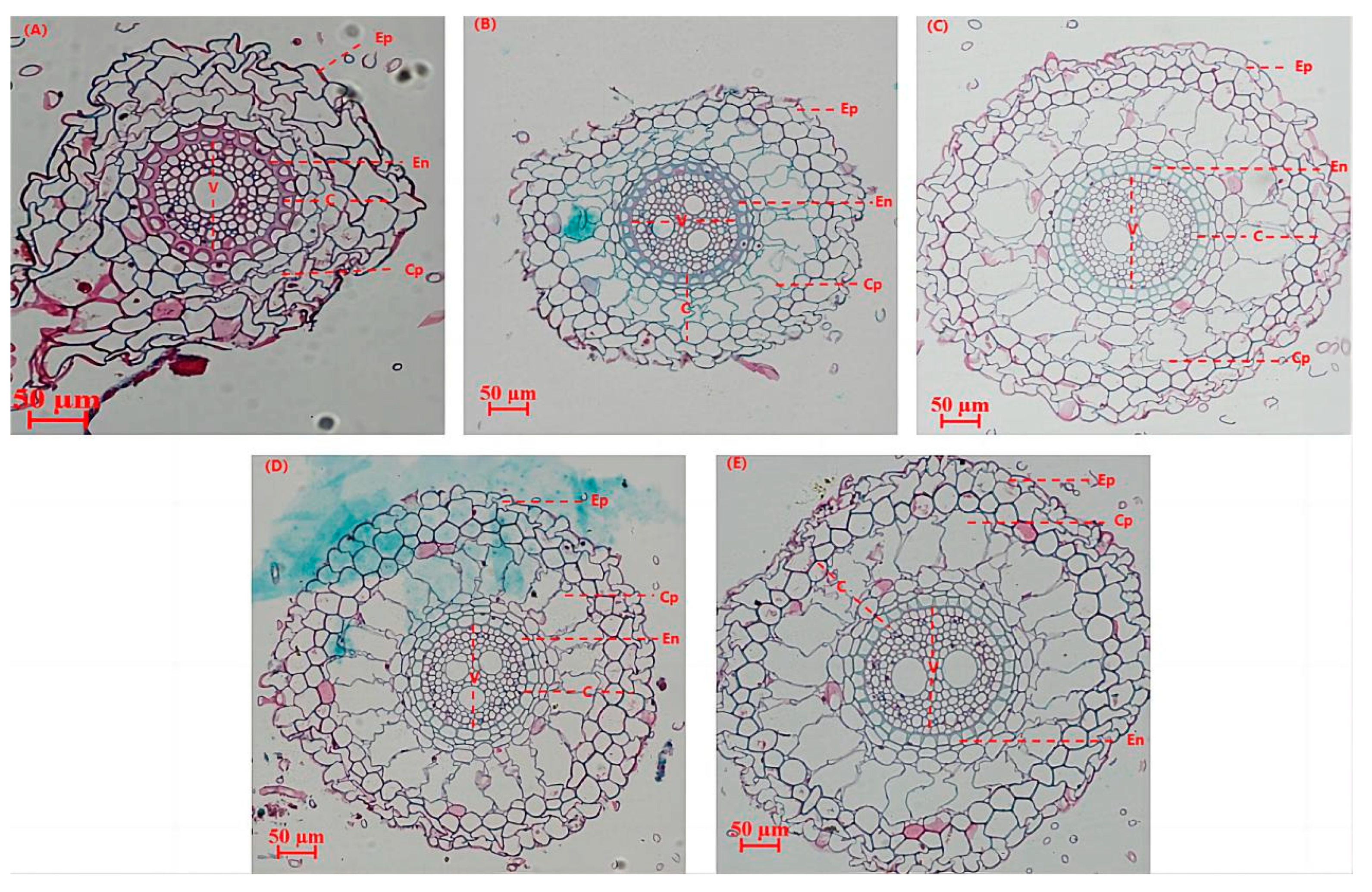 Plants 13 03307 g006
