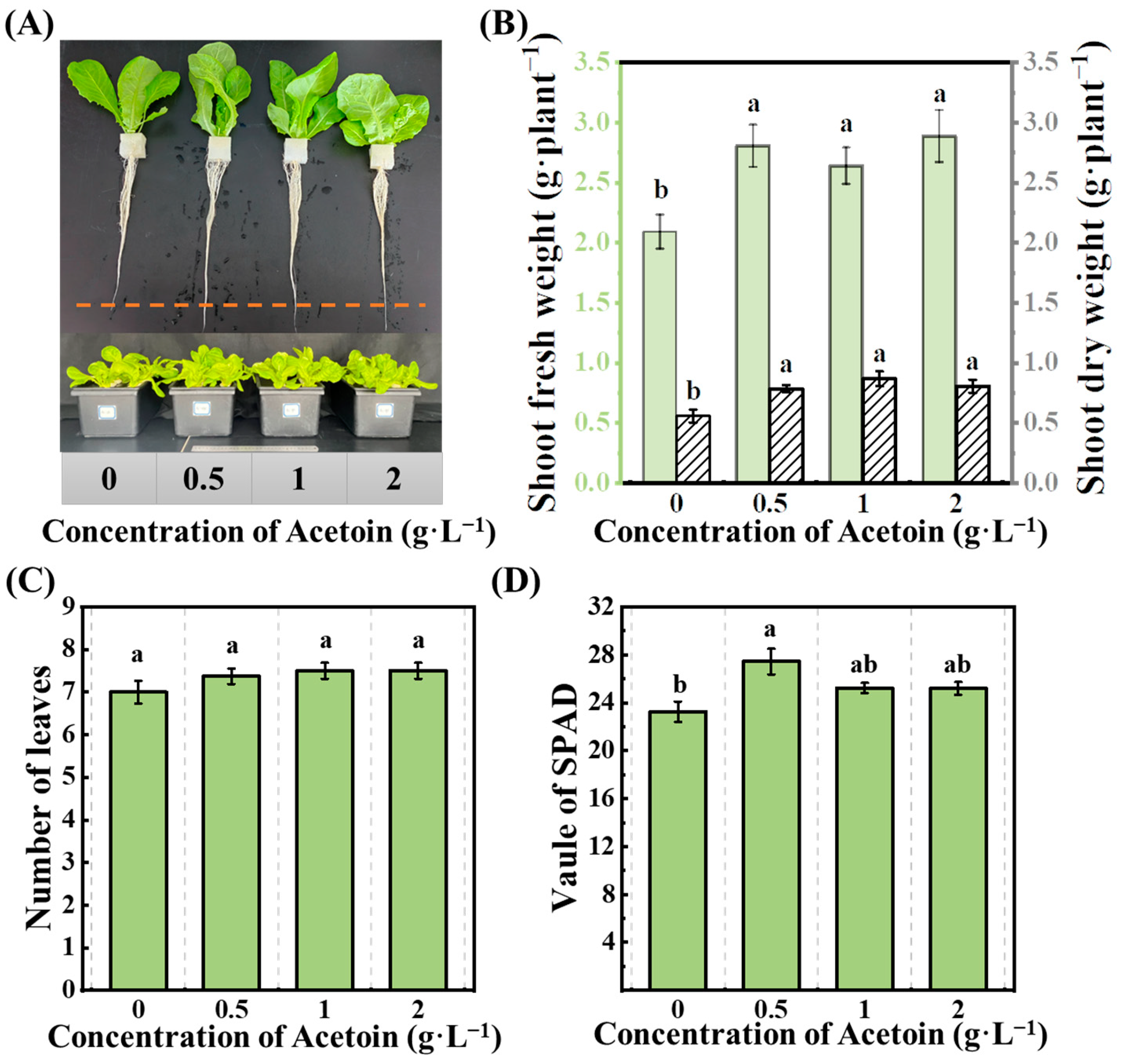 Plants 13 03312 g001