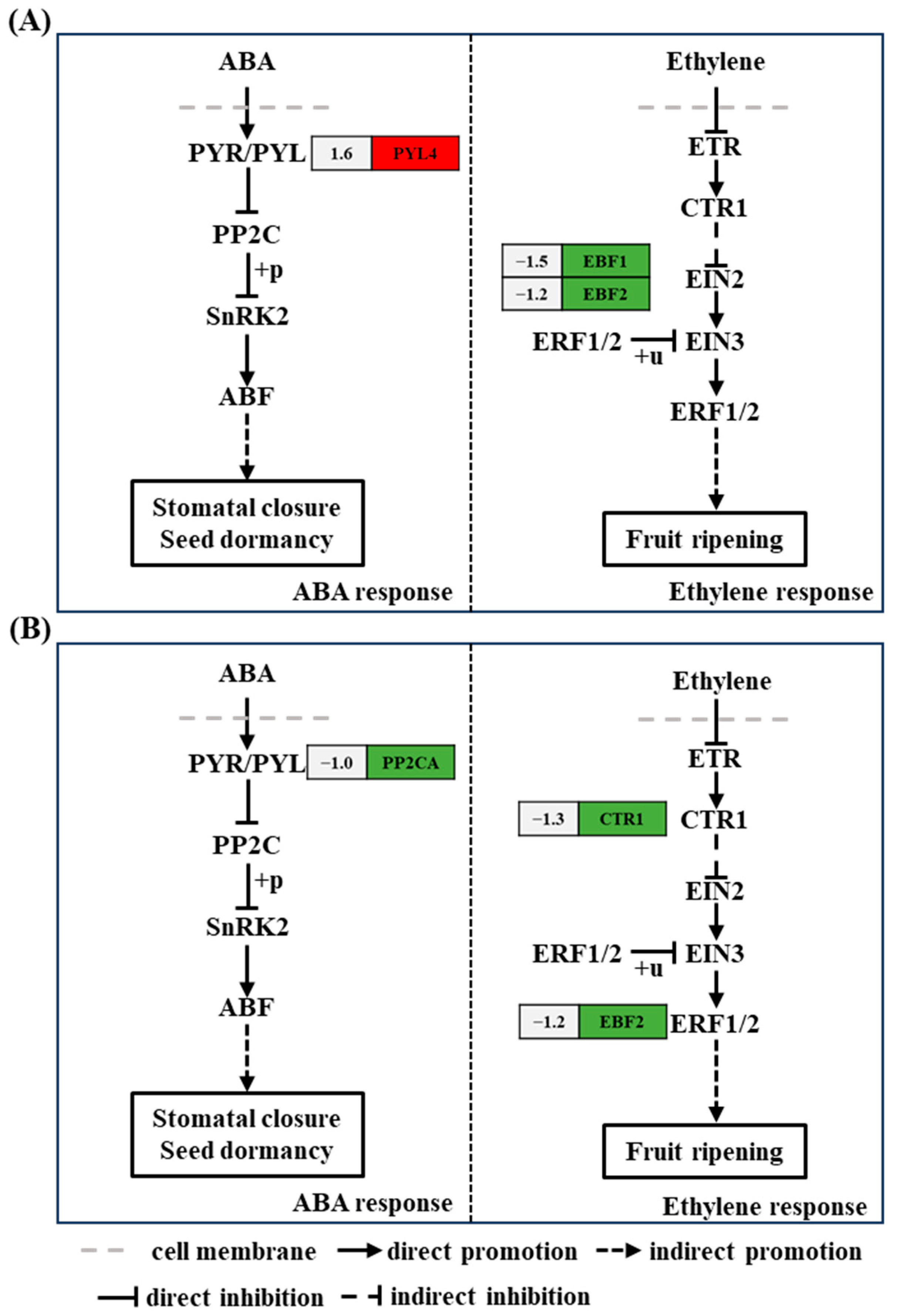 Plants 13 03312 g004