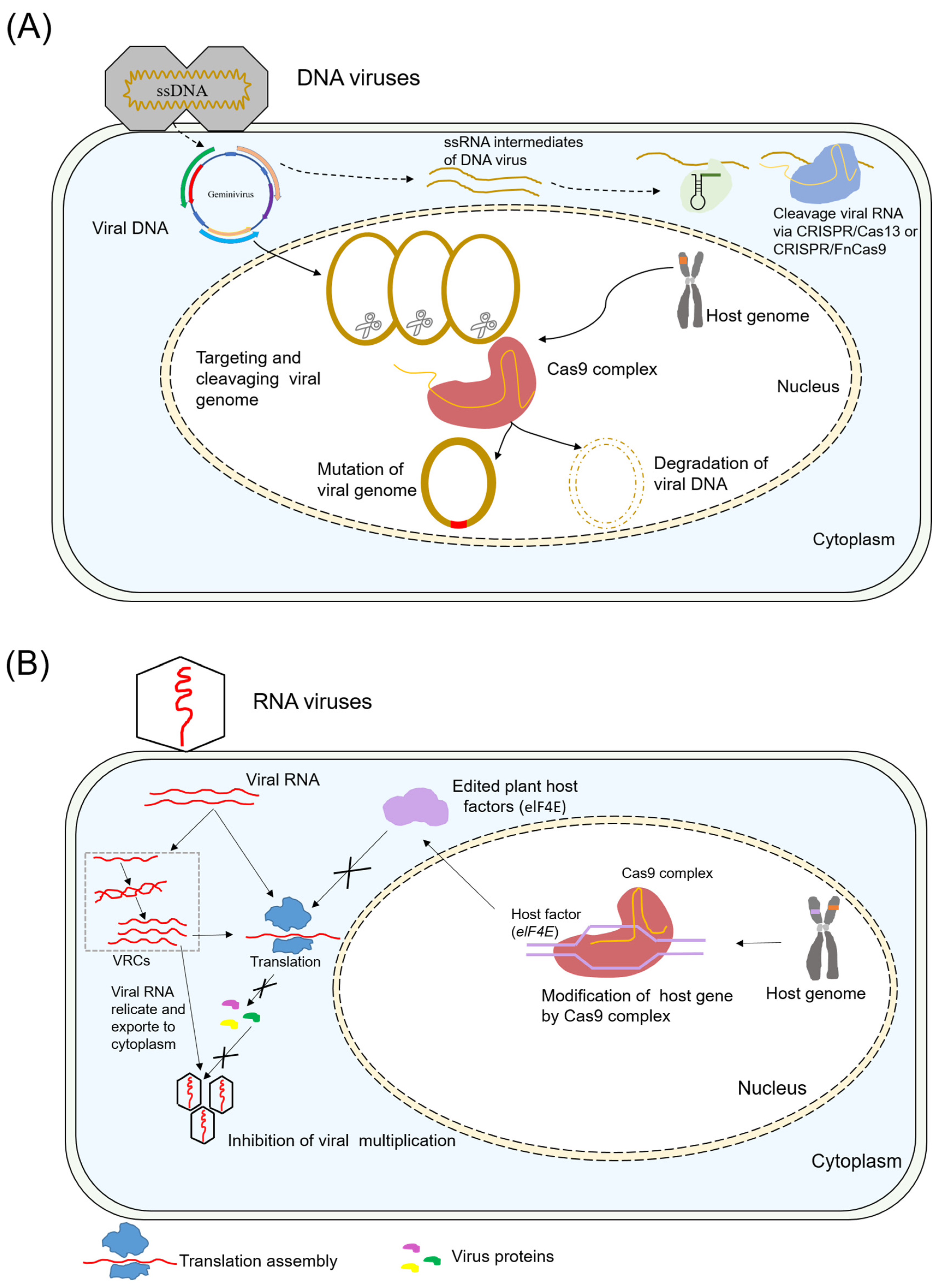 Plants 13 03313 g001a
