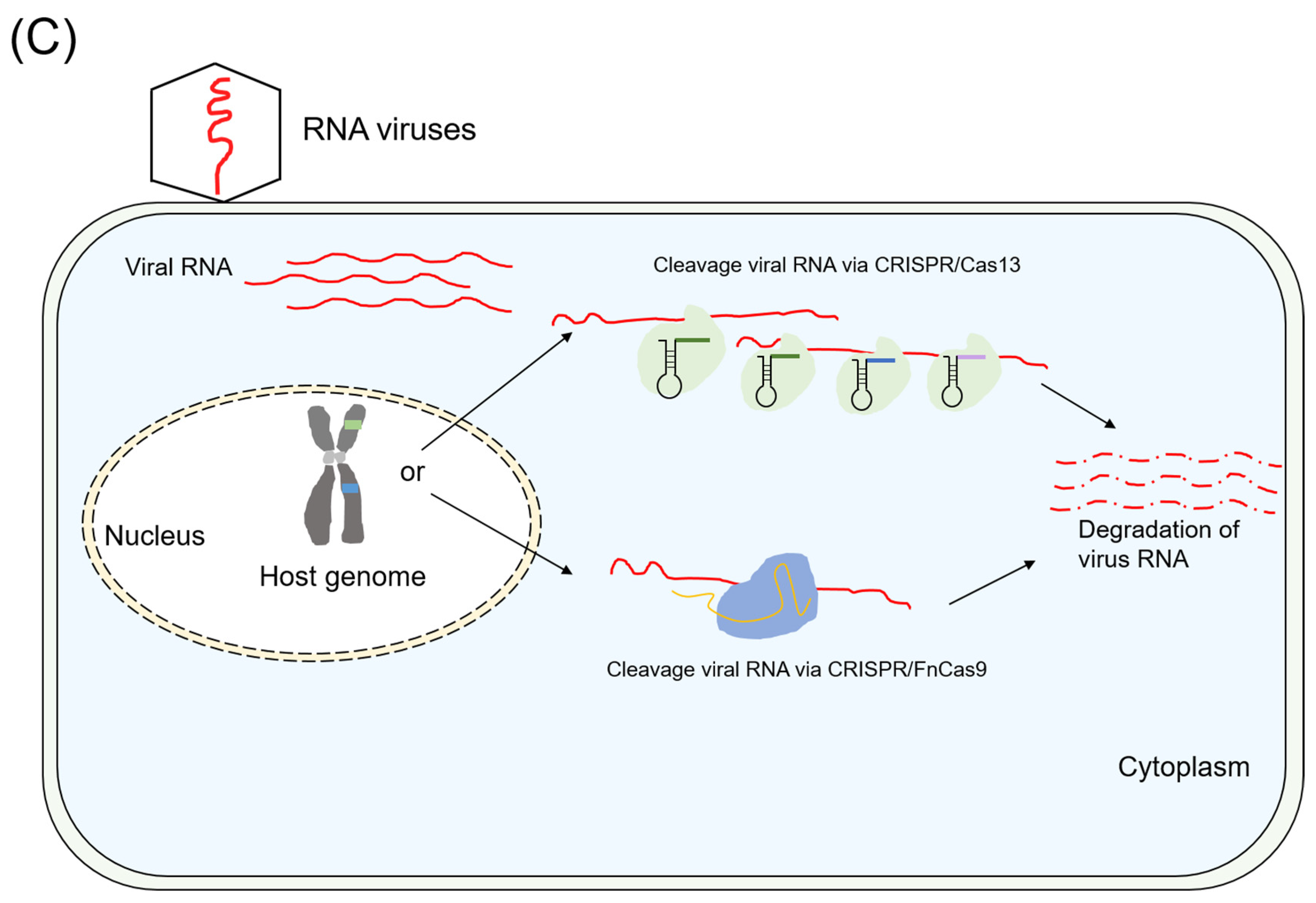 Plants 13 03313 g001b