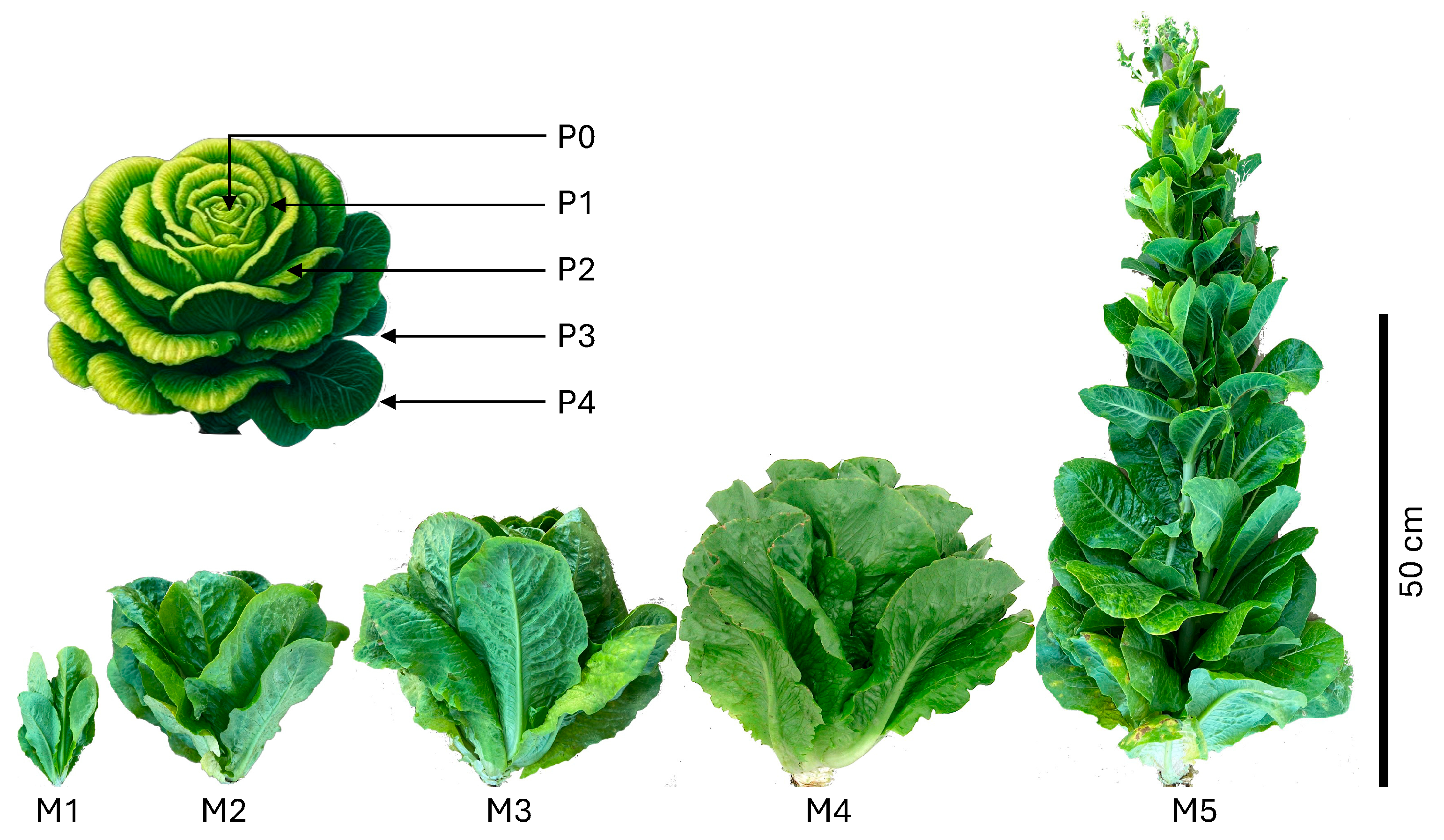 Plants 13 03316 g001