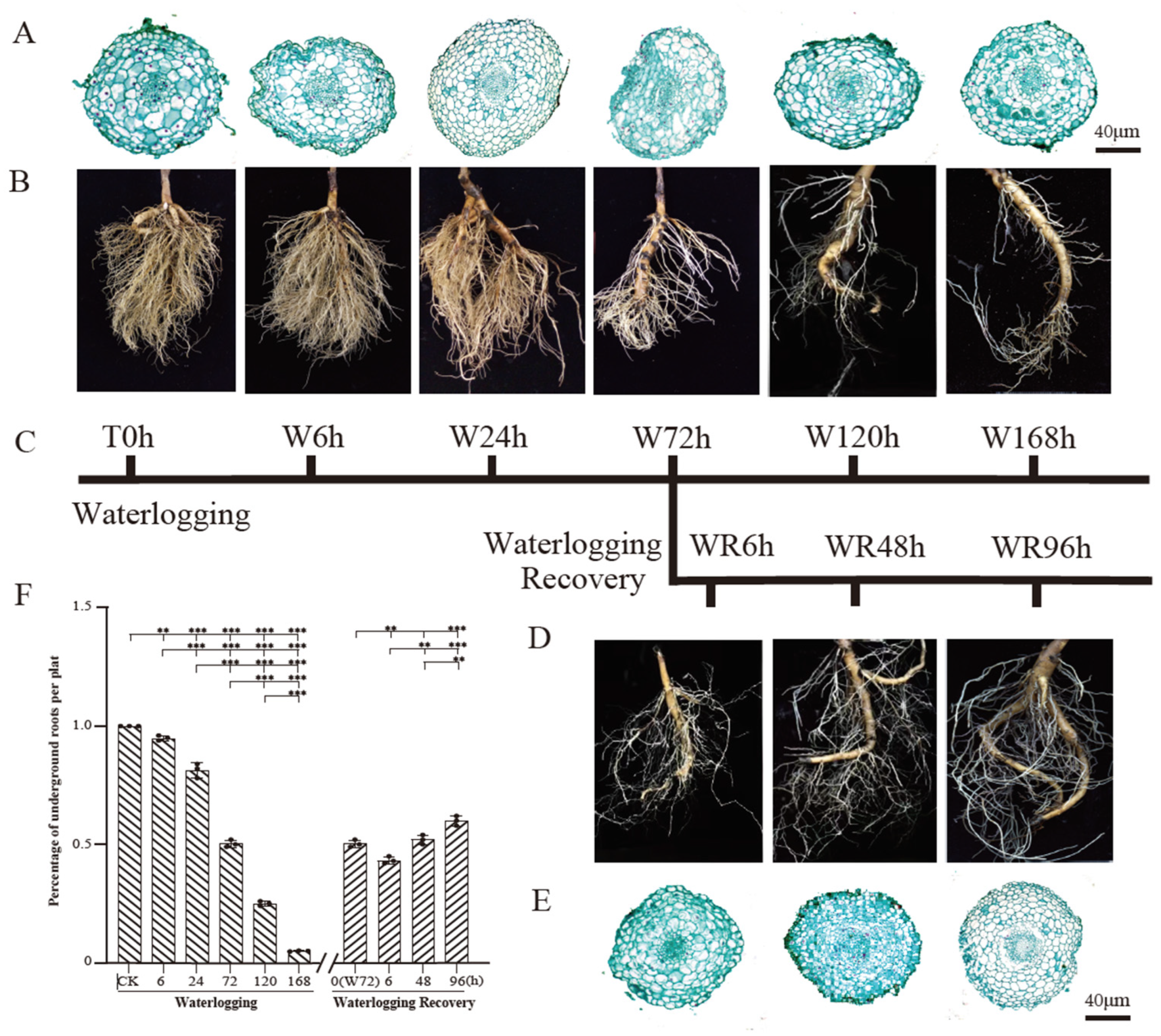 Plants 13 03324 g001