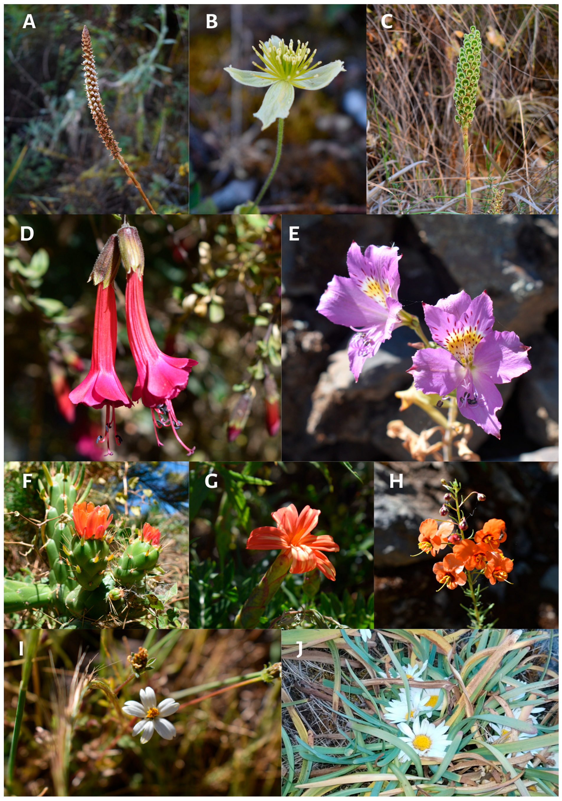 Plants 13 03328 g003