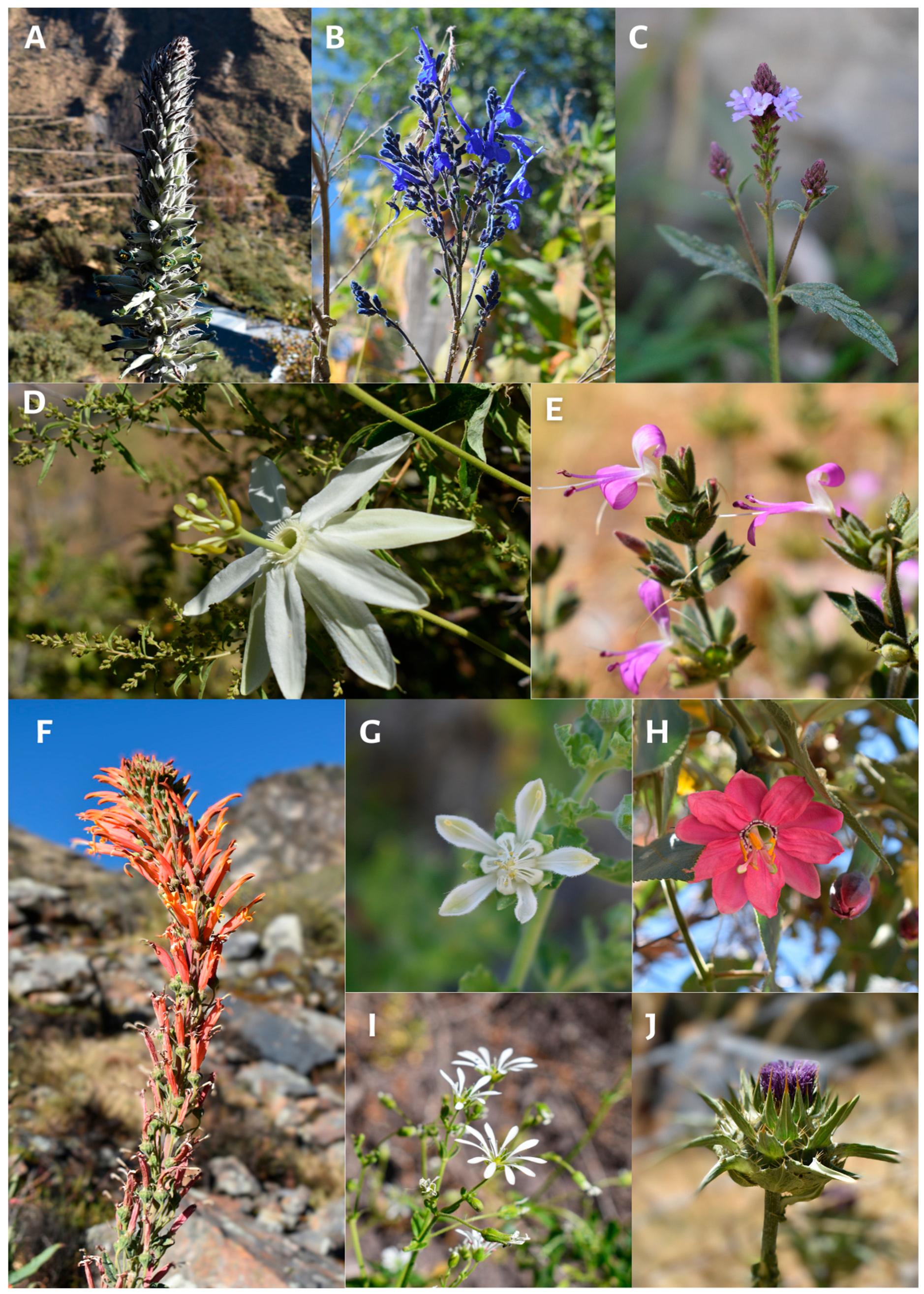 Plants 13 03328 g004