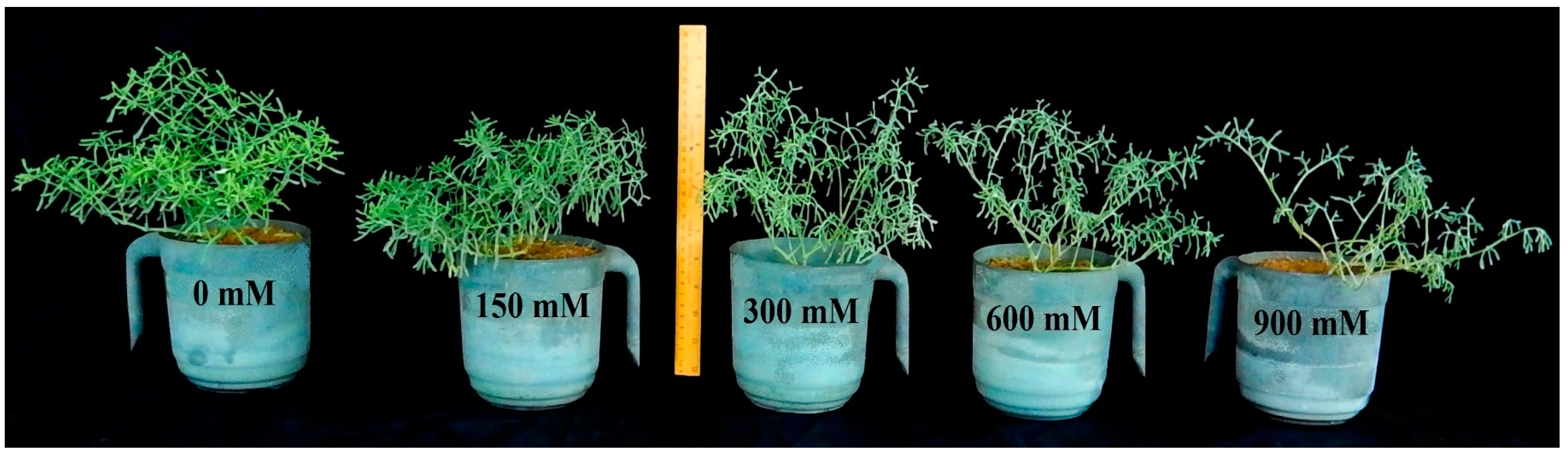 Plants 13 03332 g001