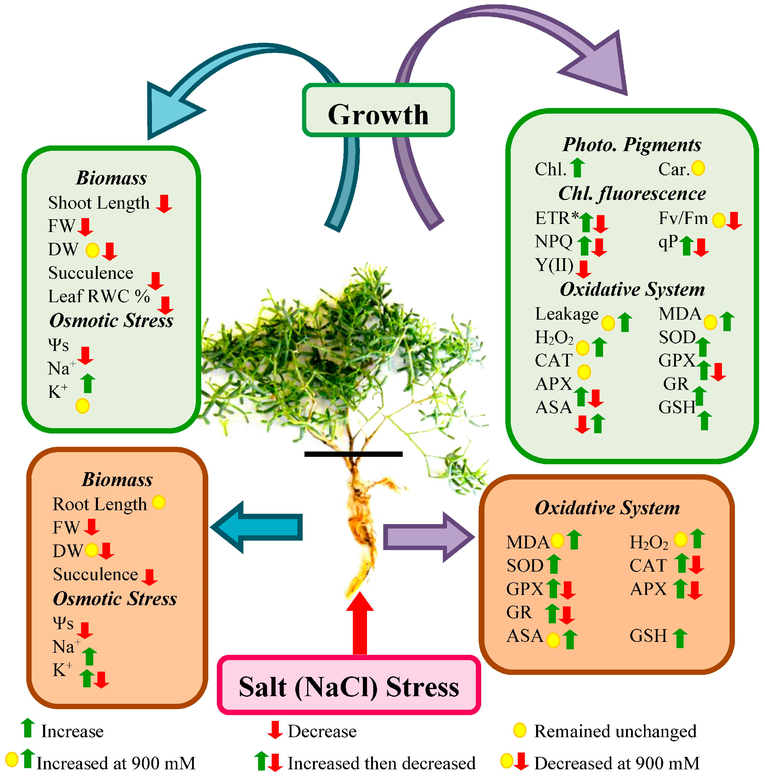 Plants 13 03332 g013