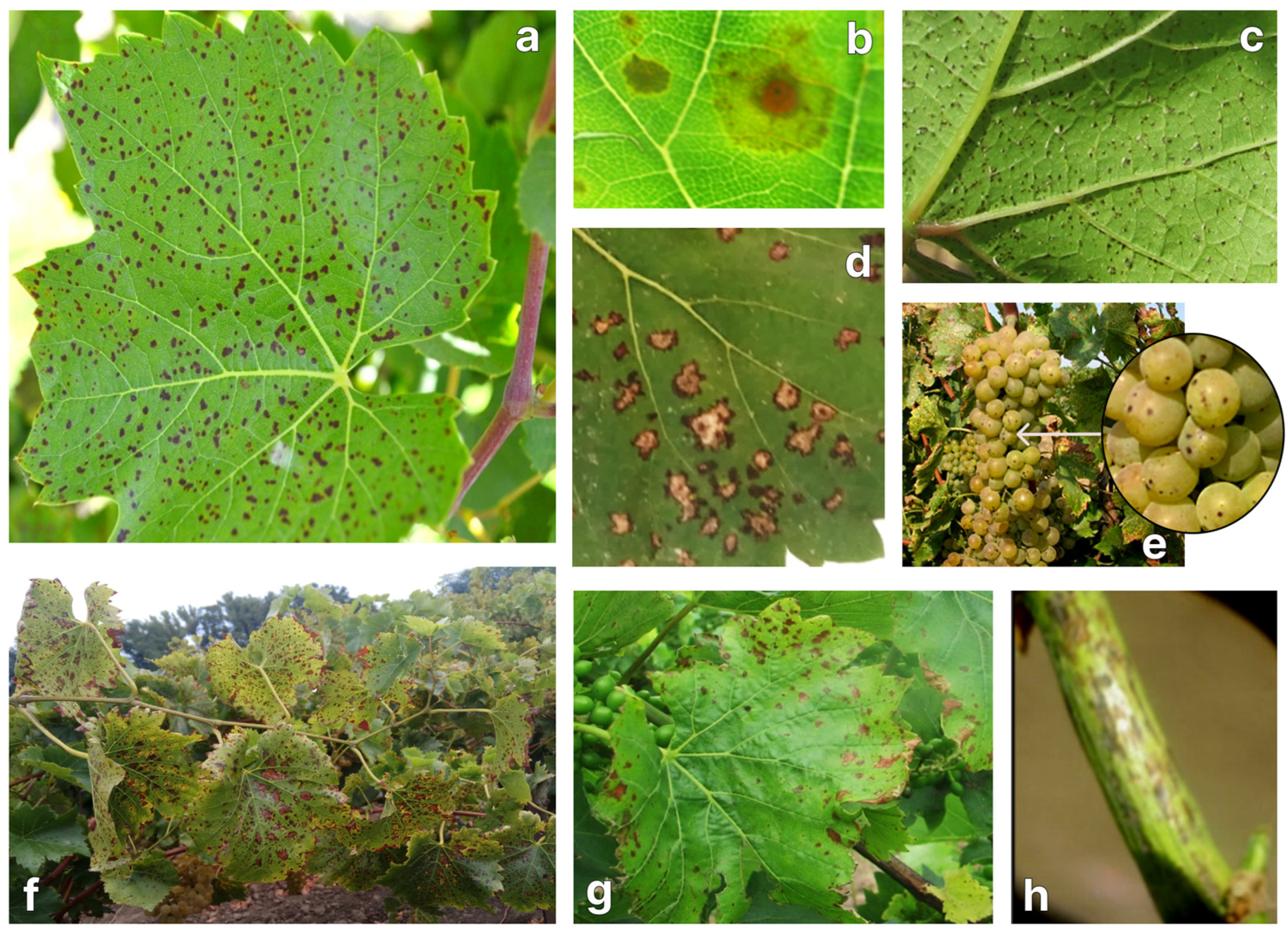 Plants 13 03335 g001