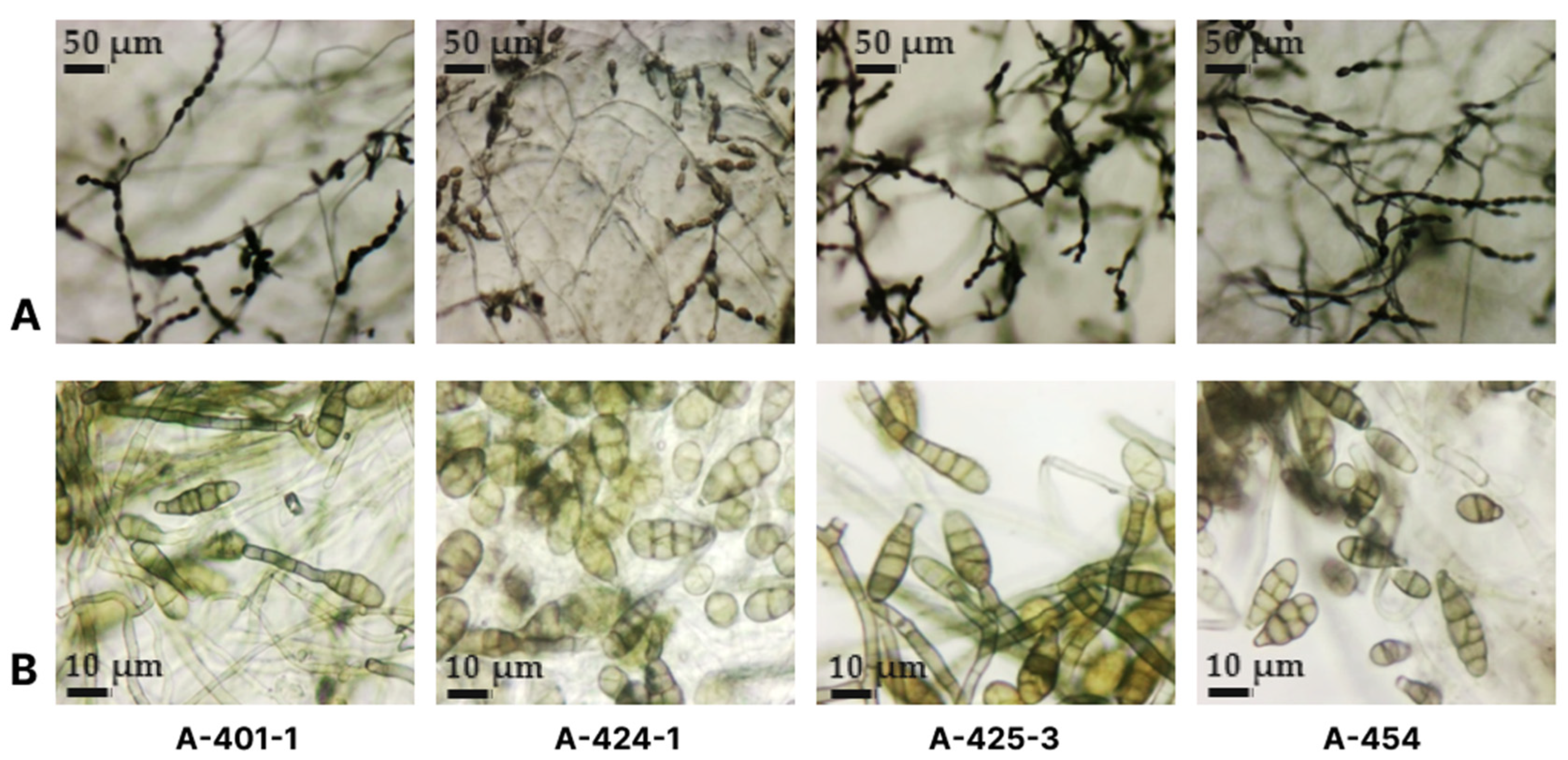 Plants 13 03335 g003