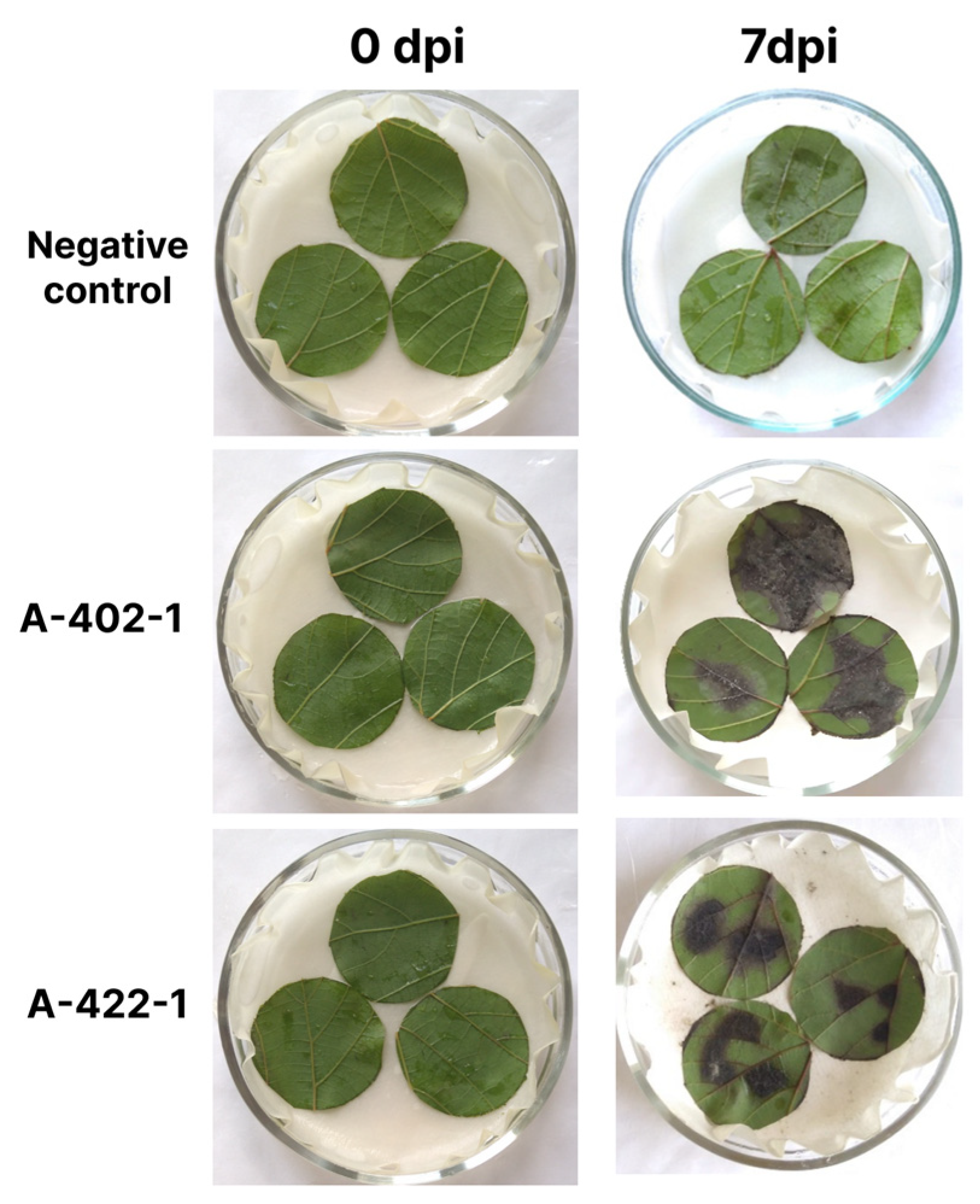 Plants 13 03335 g004