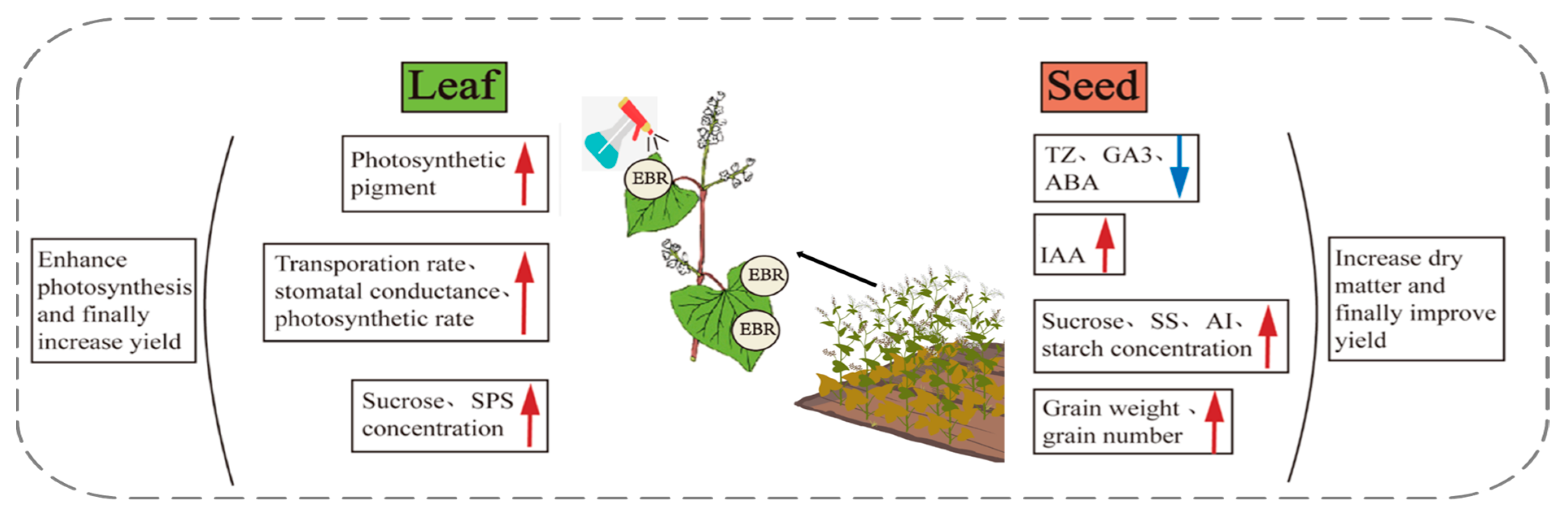 Plants 13 03336 g007