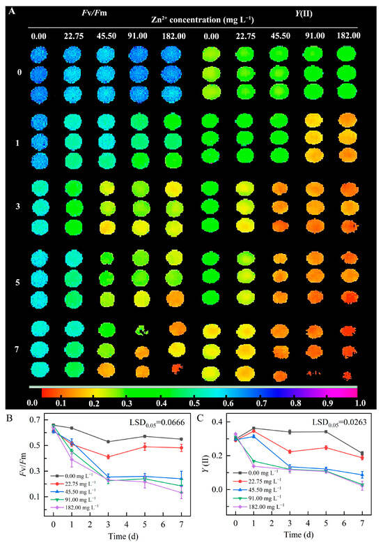Effects of Culture Medium Enrichment with Zinc on