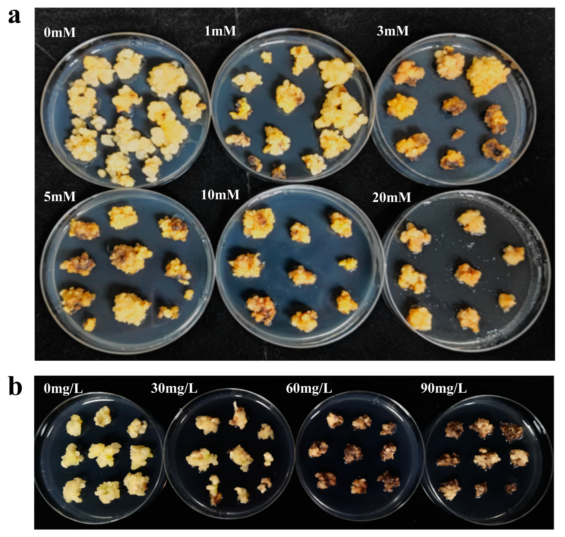 Plants 13 03343 g001