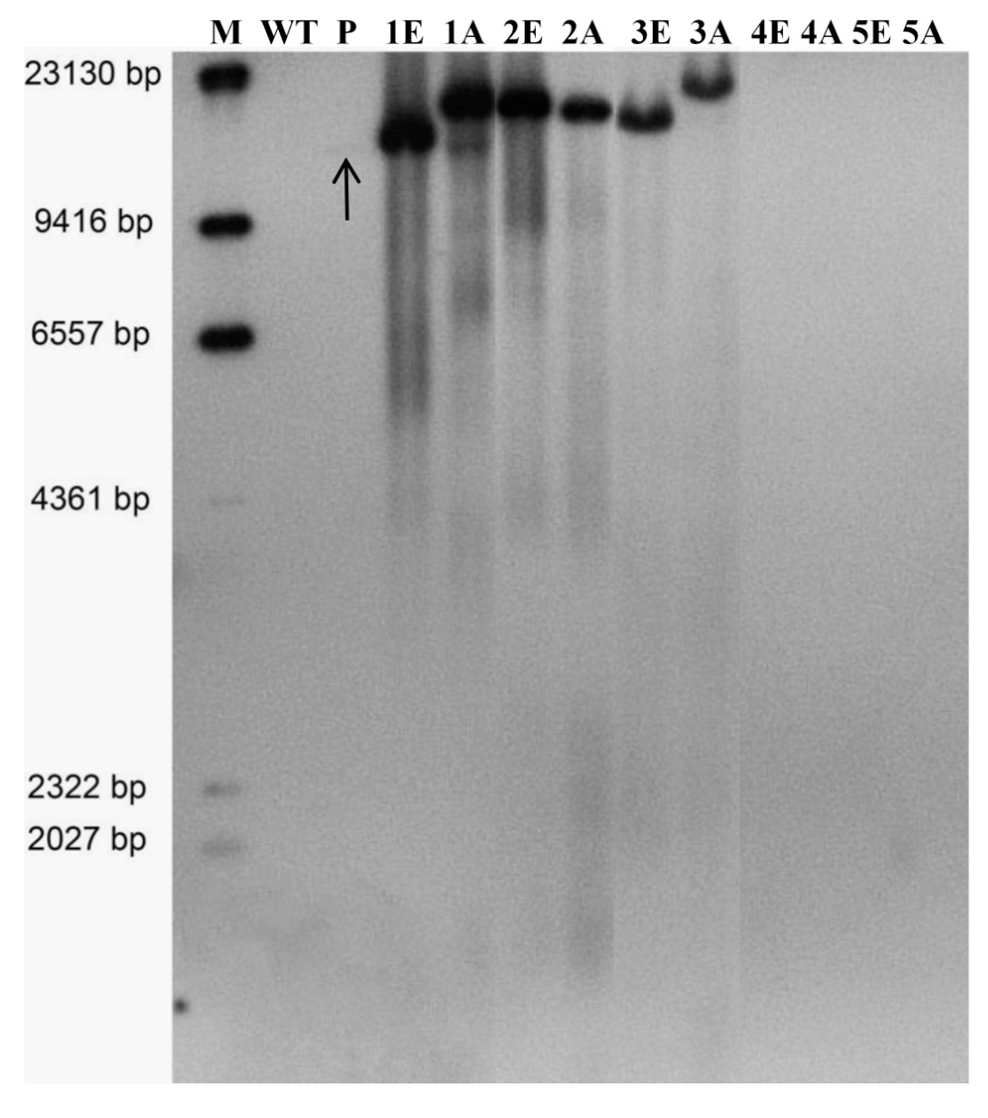 Plants 13 03343 g006