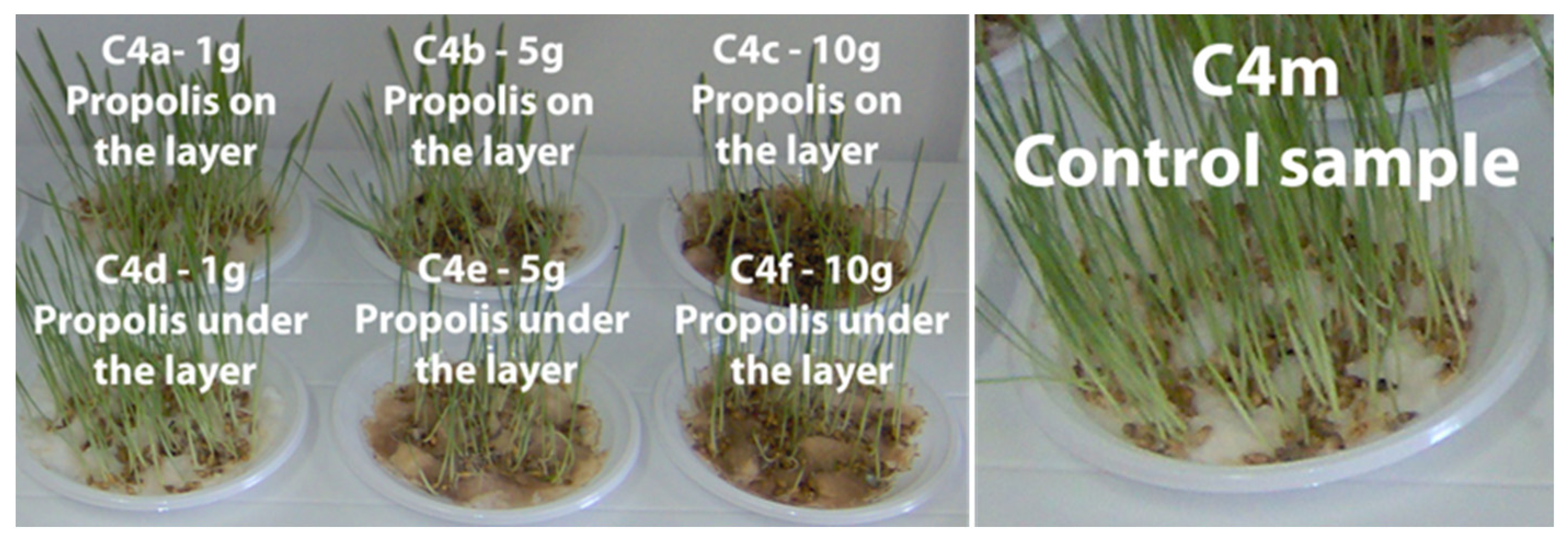 Plants 13 03355 g007