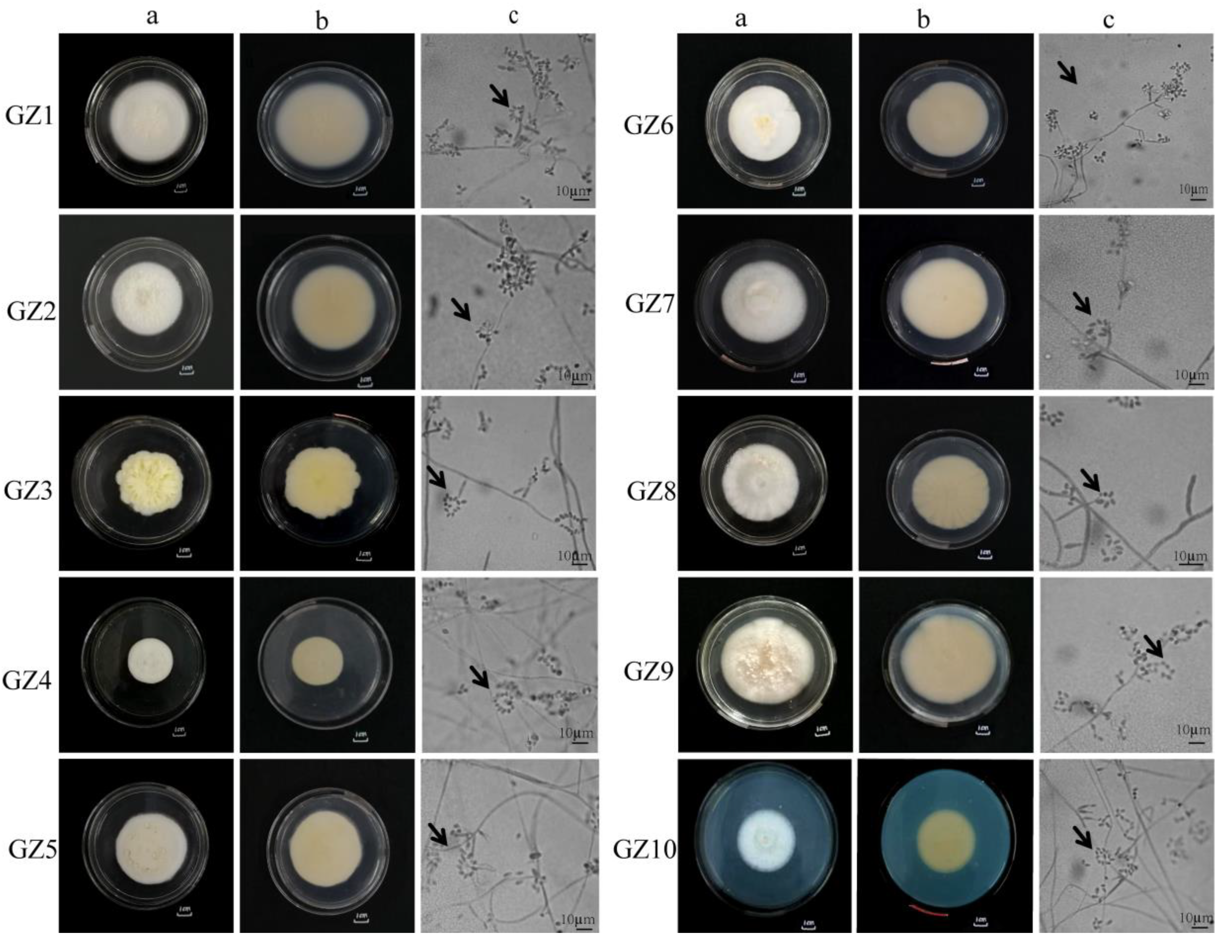 Plants 13 03360 g001