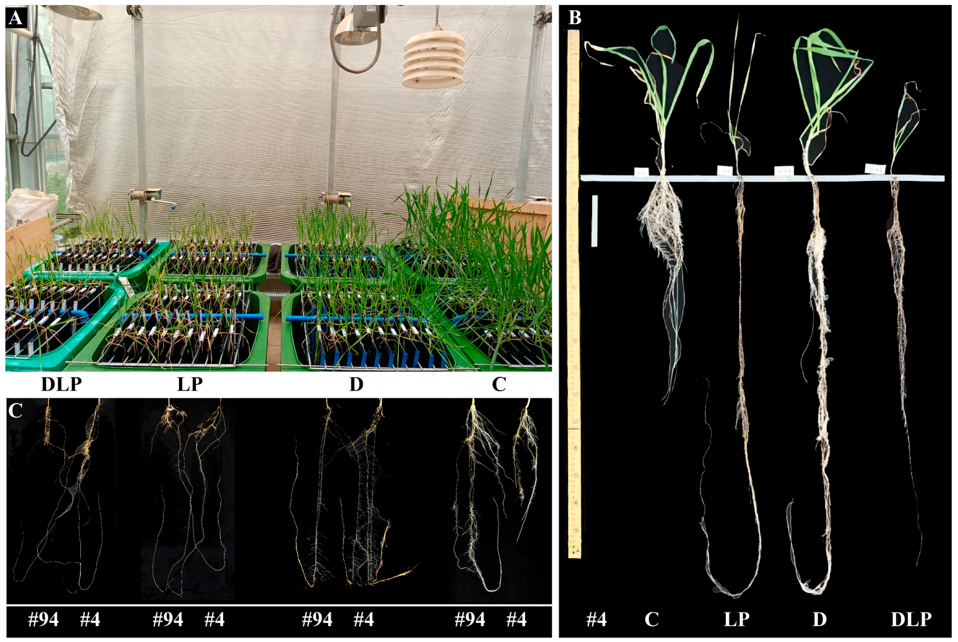 Plants 13 03361 g002