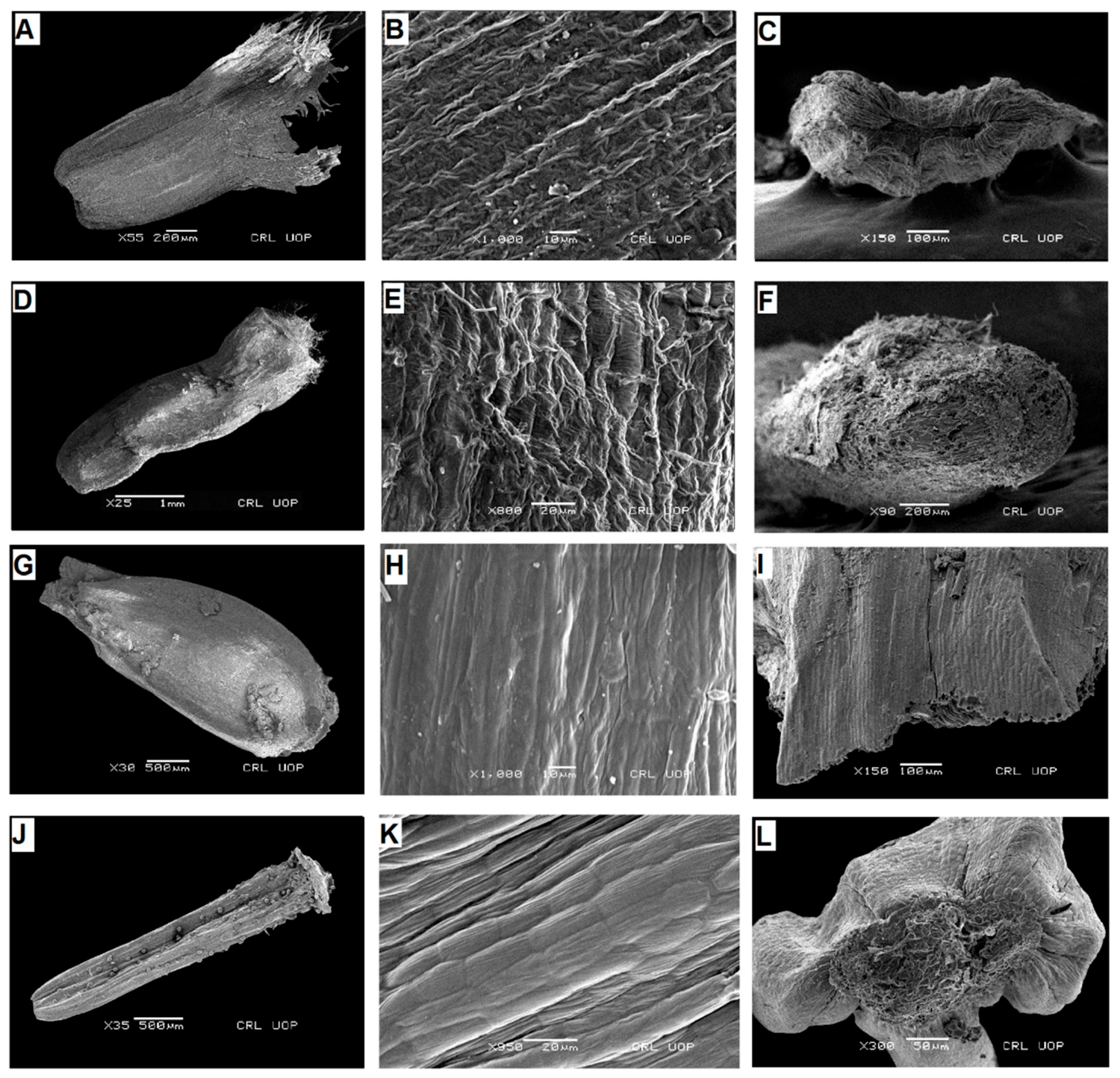 Plants 13 03367 g002