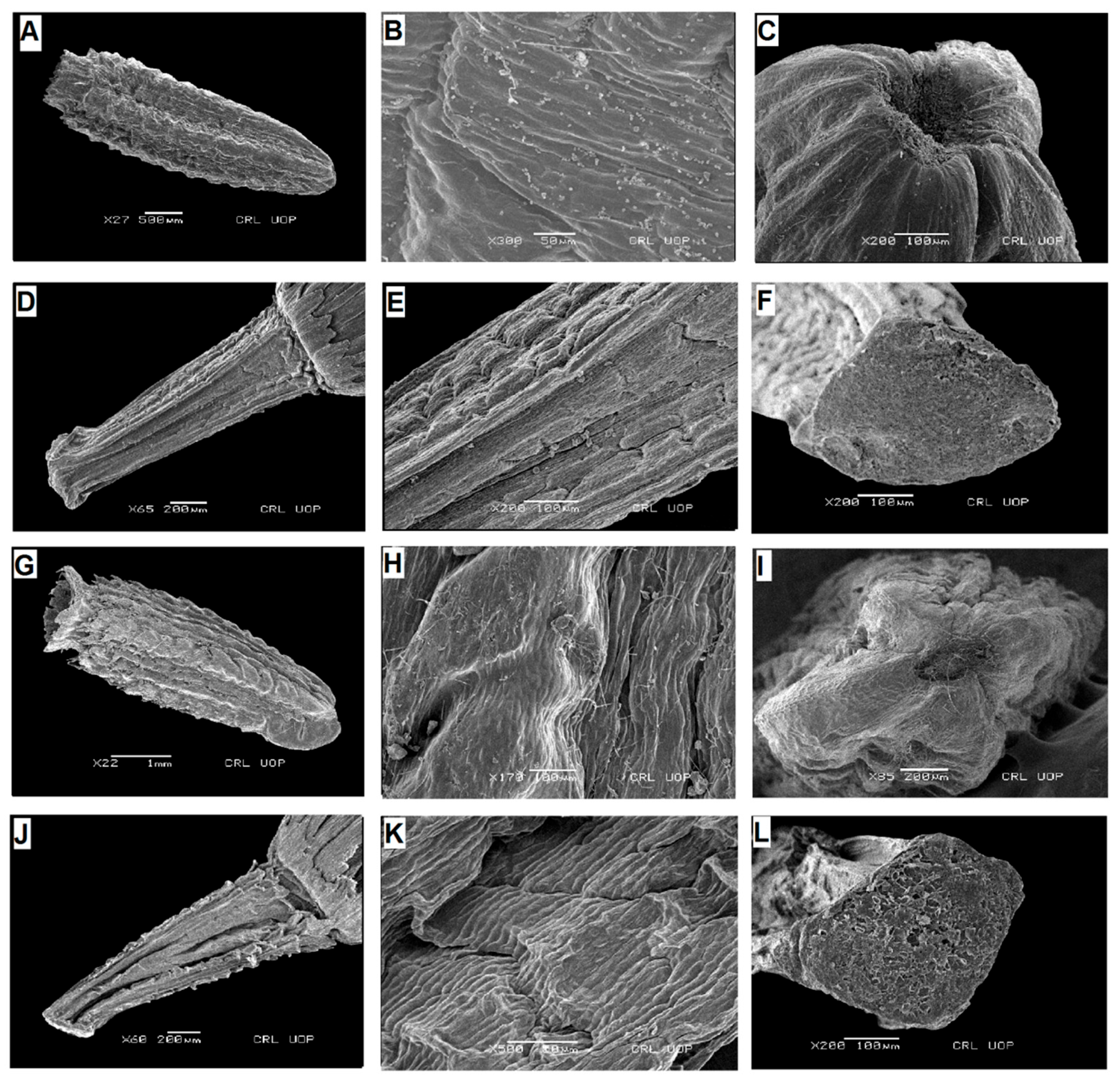 Plants 13 03367 g006