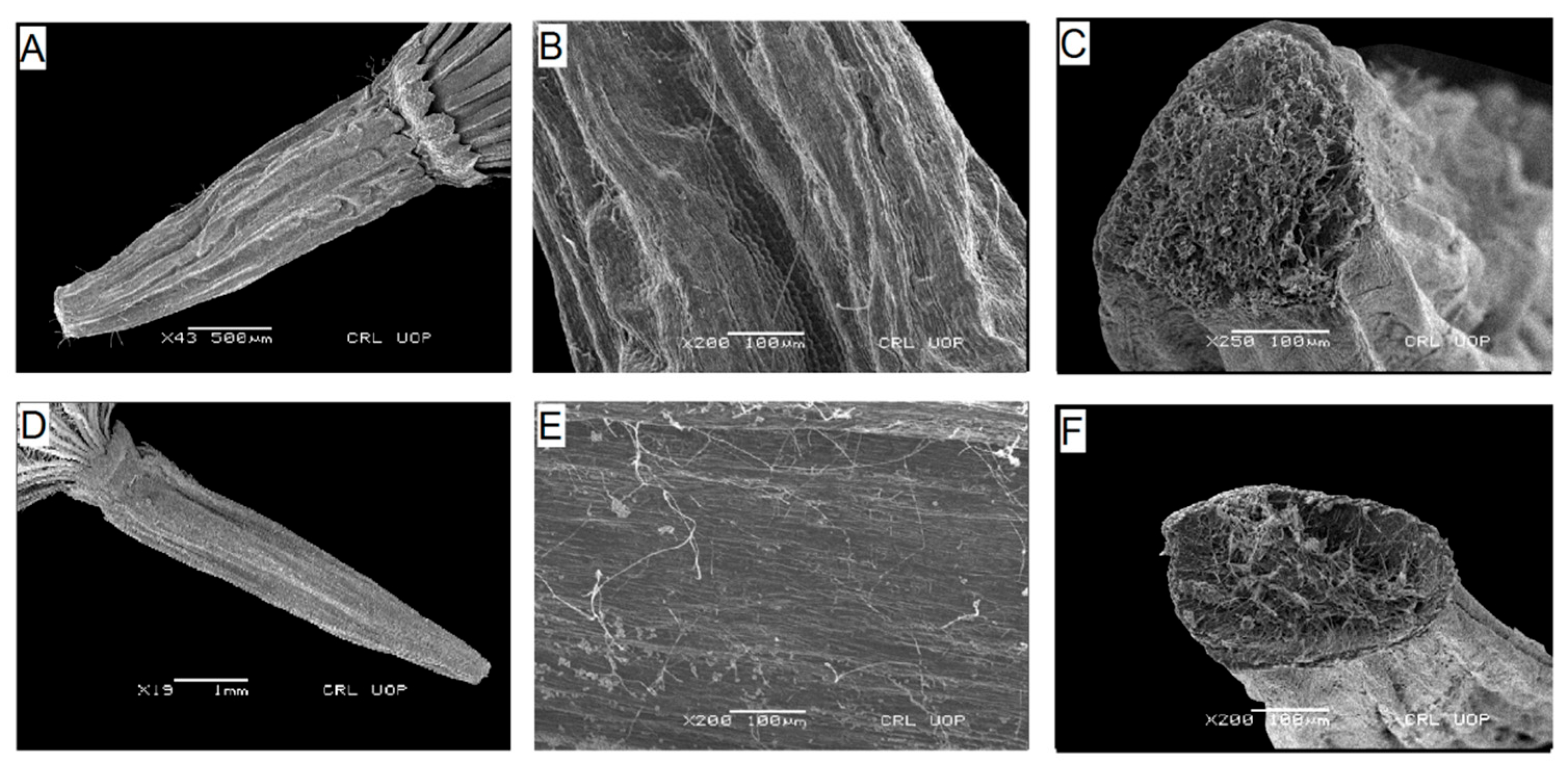 Plants 13 03367 g007