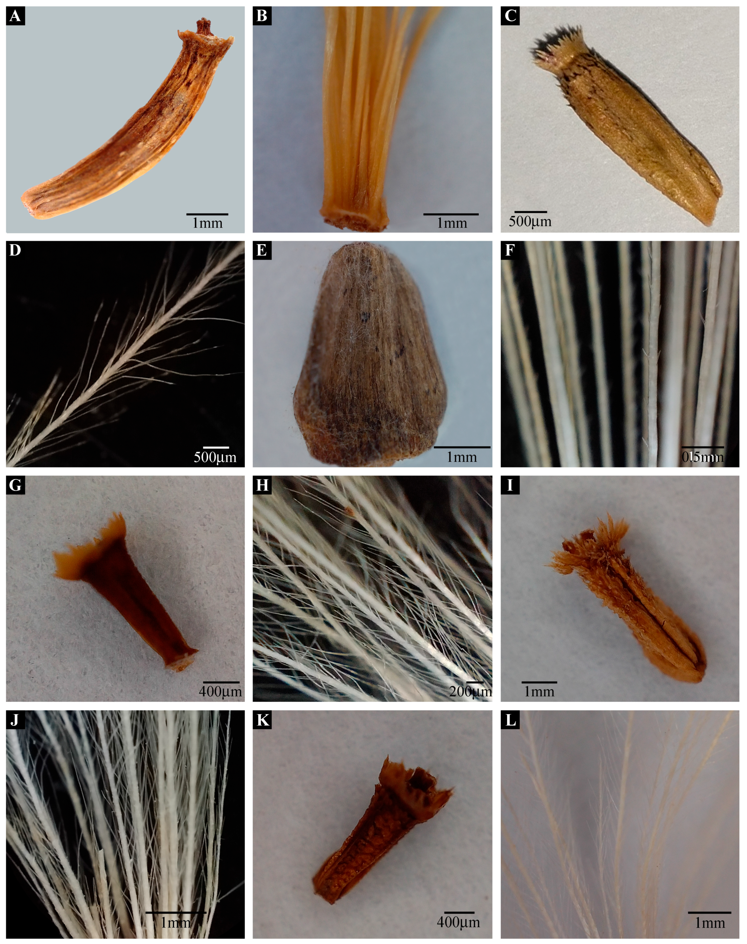 Plants 13 03367 g008