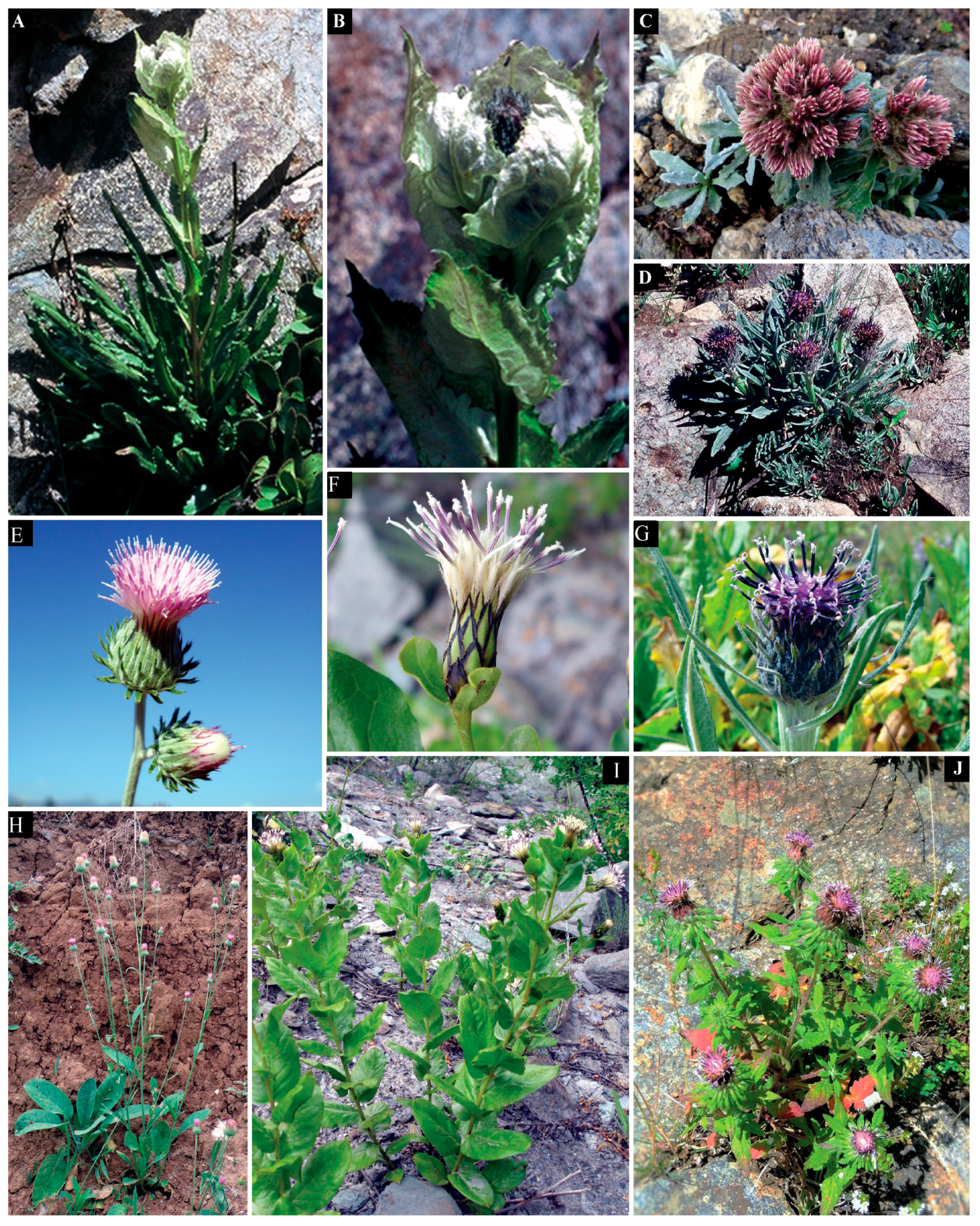 Plants 13 03367 g012