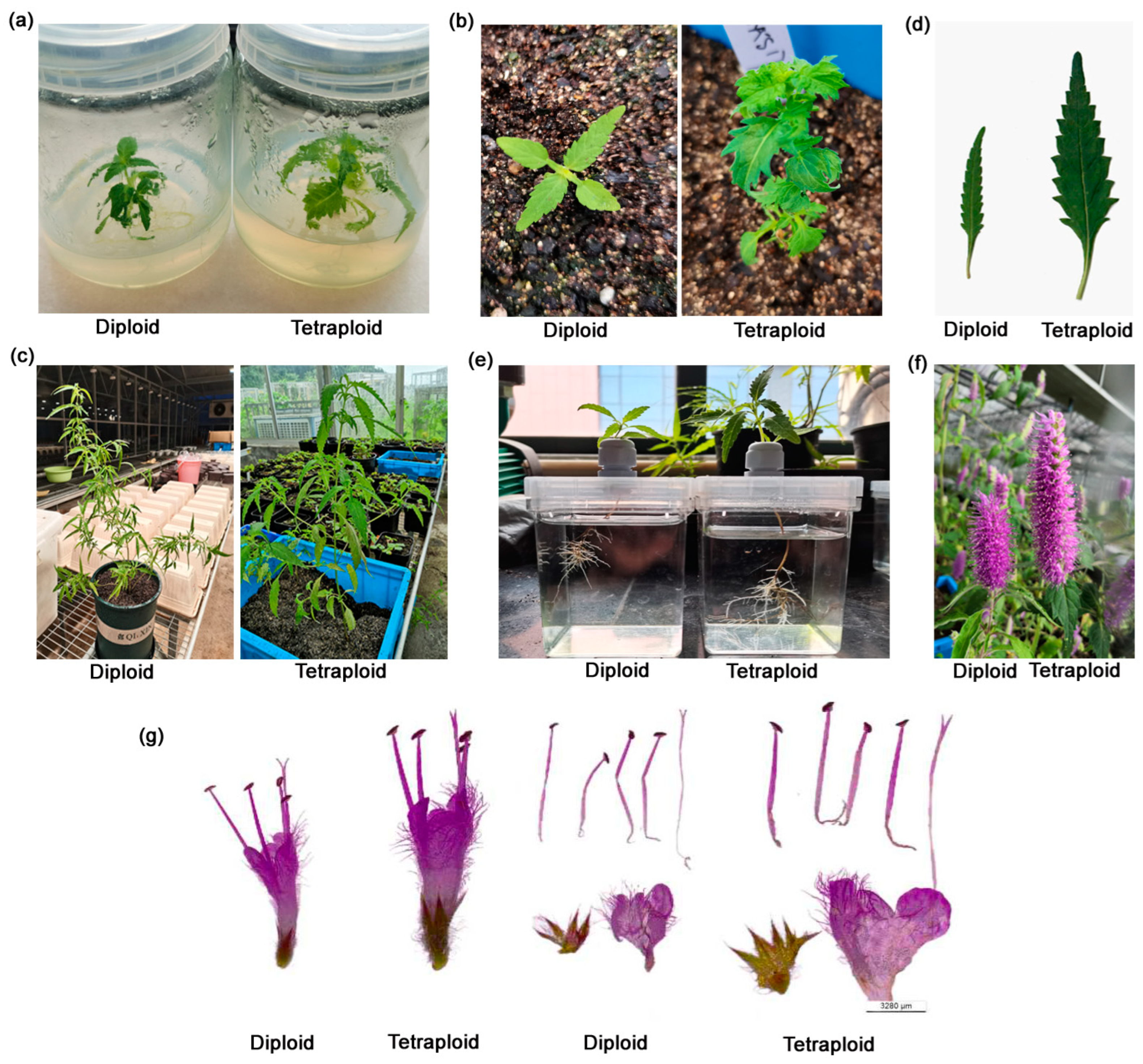 Plants 13 03374 g001