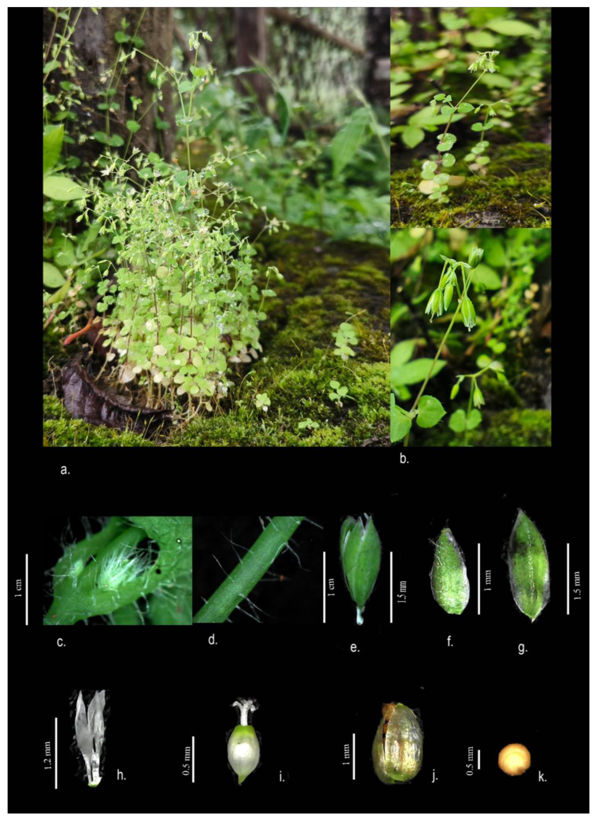 Plants 13 03378 g005