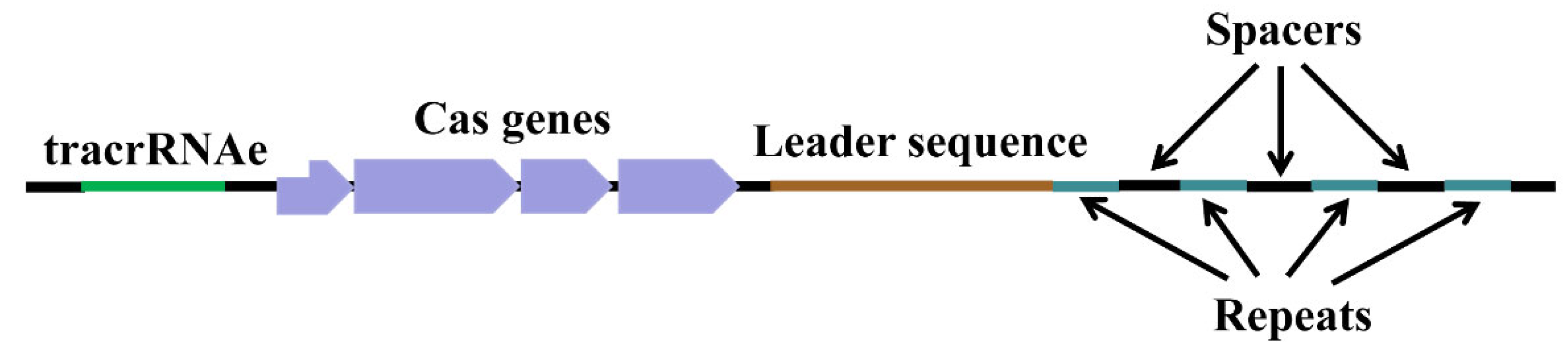 Plants 13 03388 g001