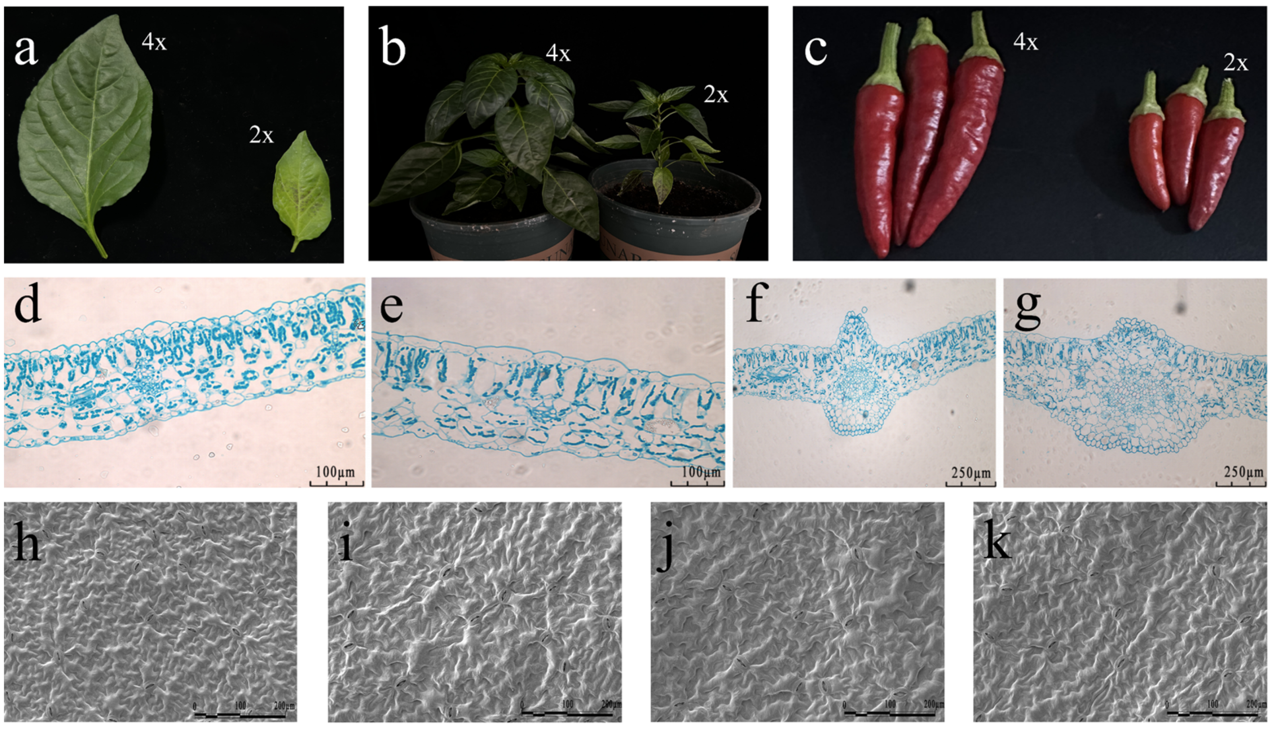 Plants 13 03393 g002 Plants 13 03393 g002
