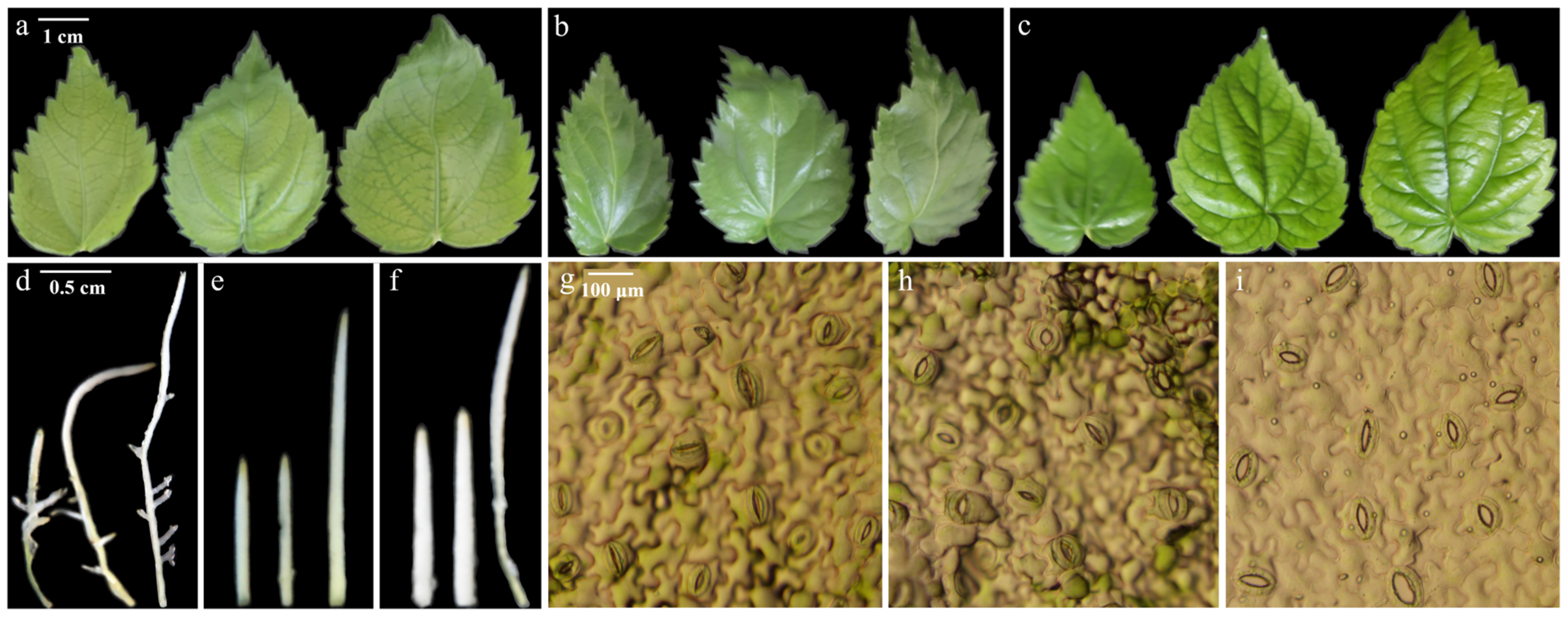 Plants 13 03394 g006