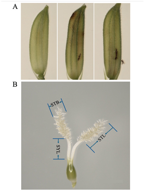 Research Progress on the Trait of Stigma Exsertion in Rice